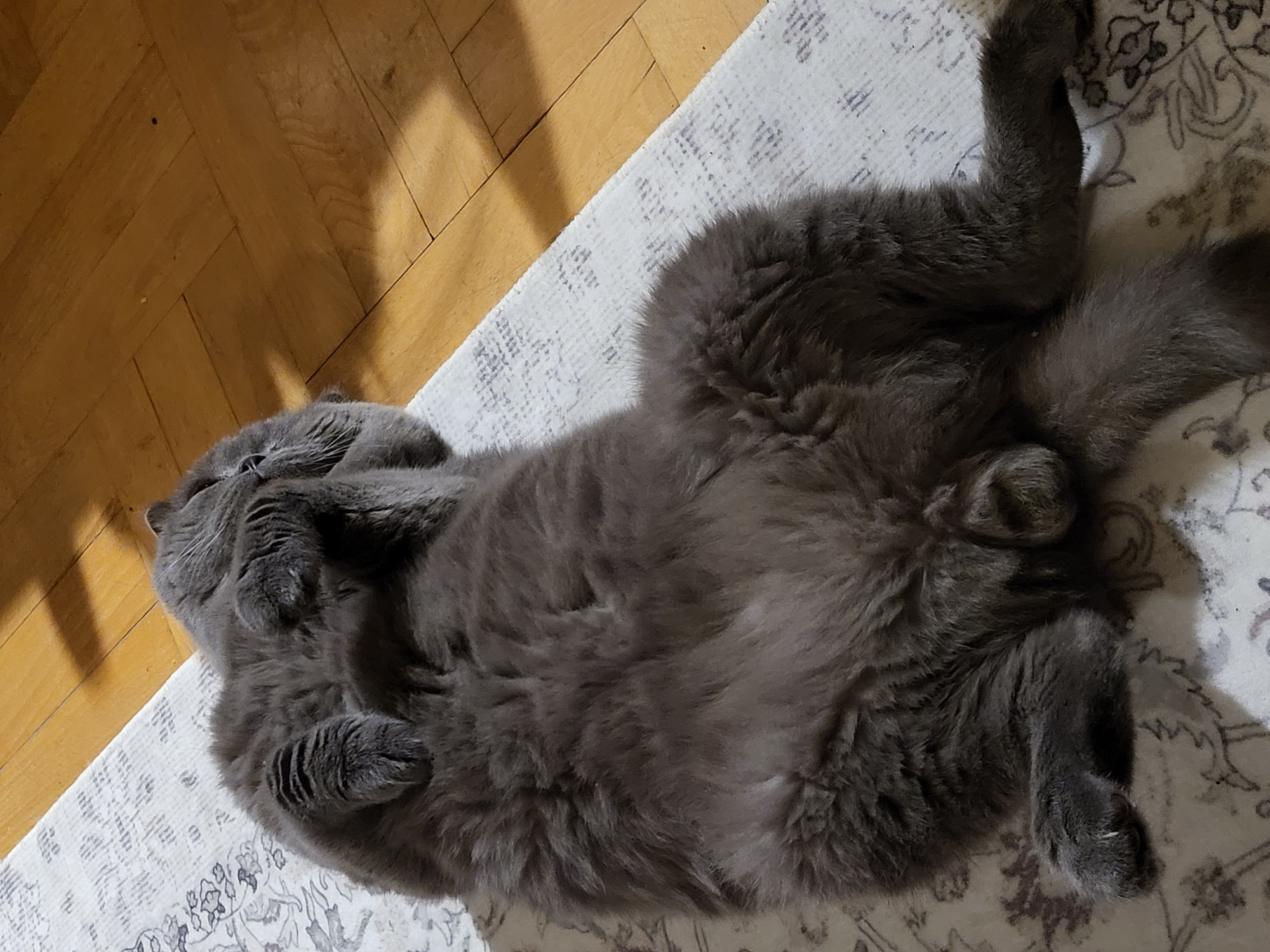 A gray cat is lying on its back on a rug. The rug is partially on a hardwood floor. The cat's paws are curled, and its eyes are closed. The location appears to be indoors.