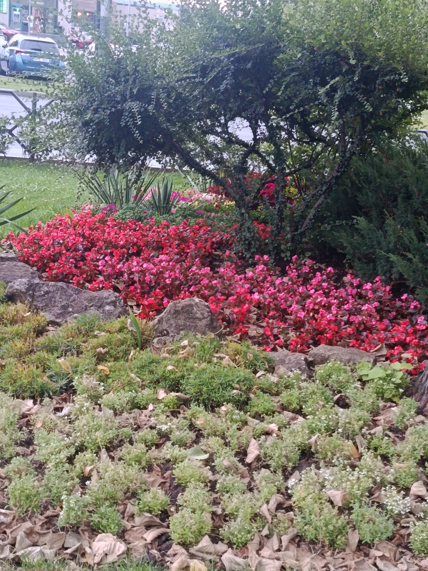 The image depicts a vibrant flower bed in front of a dense green bush in Chisinau, Moldova. The flower bed is comprised of numerous small red and pink flowers, which create a striking contrast against the darker foliage. Several large, grey rocks are interspersed within the flower bed, adding a natural texture to the scene. In the background, beyond the greenery and flowers, a light-colored vehicle is visible, suggesting an urban setting. The overall impression is one of a well-maintained garden or park area.
