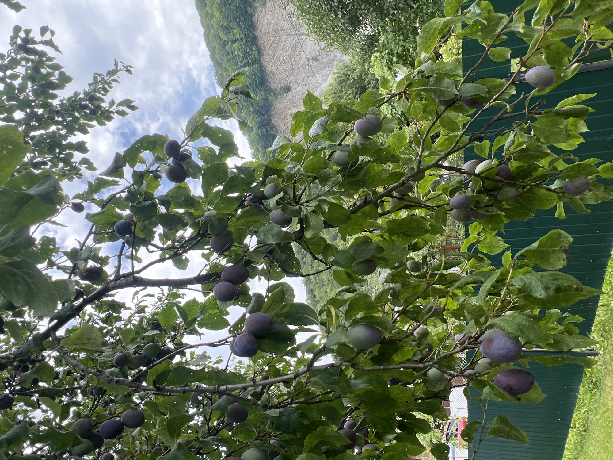 The image depicts a plum tree with ripe fruit hanging from its branches. The tree is laden with numerous dark purple and greenish-purple plums, some clustered together, others hanging singly. The branches are covered in lush green leaves, some of which appear wet. The background shows a glimpse of a green metal fence in the foreground, with a steep, rocky mountainside covered in dense green vegetation in the distance. The sky is partially cloudy. The scene is likely set in Yaremche, Ukraine, a city known for its natural beauty and mountainous terrain. There are no people or animals visible in the image.
