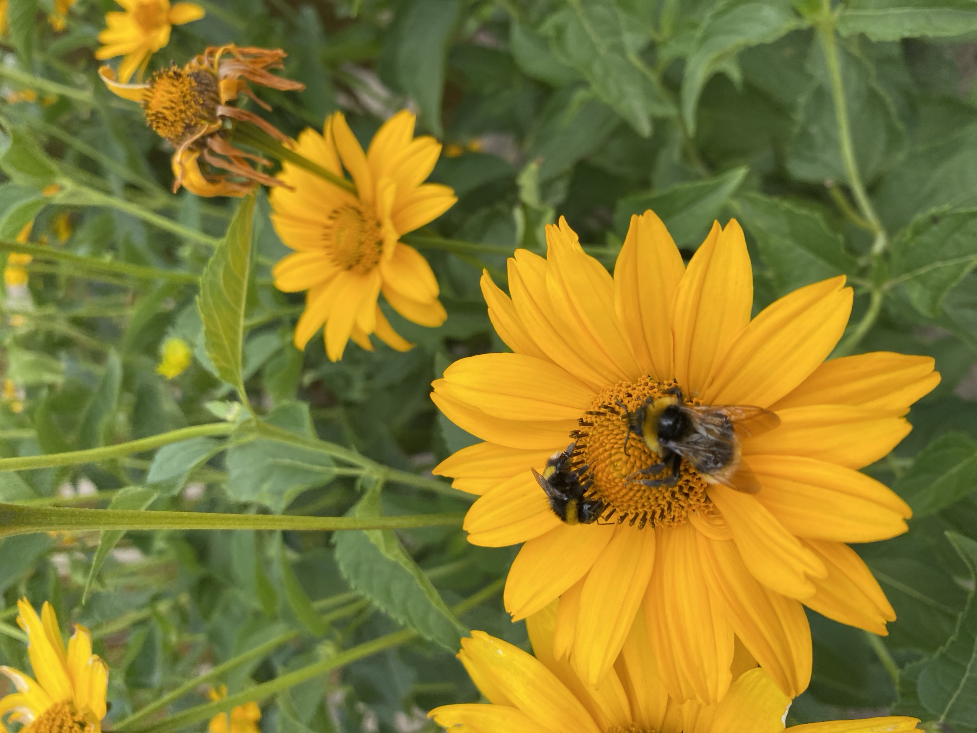 The image shows a close-up of two bumblebees on a bright yellow daisy-like flower in Buk, Poland. The bumblebees are fuzzy and black and yellow striped. One bumblebee is positioned in the center of the flower, while the other is slightly above it. The flower has many petals and a dark, textured center. In the background, there are other yellow flowers, some in bloom and one wilting, and lush green foliage. The lighting suggests it is daytime, with soft sunlight illuminating the scene. The overall impression is a natural, outdoor setting, likely a garden or park in Buk.