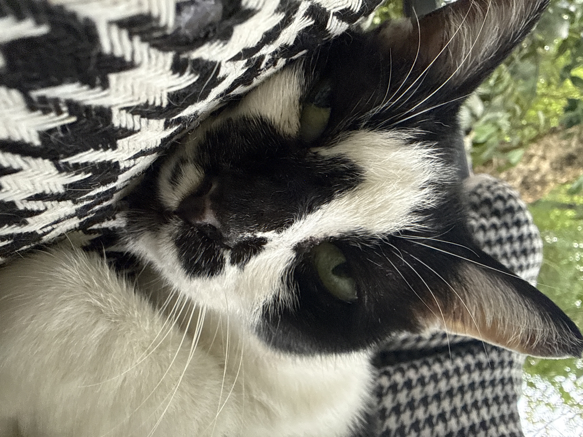 A black and white cat is lying on a patterned blanket outdoors. The cat's eyes are partially closed and it is looking towards the viewer. The background is blurred and appears to be a garden with green foliage and a tree trunk. The overall impression is one of a relaxed and comfortable animal in a natural setting. The location is identified as Ko Pha-ngan District, Thailand.