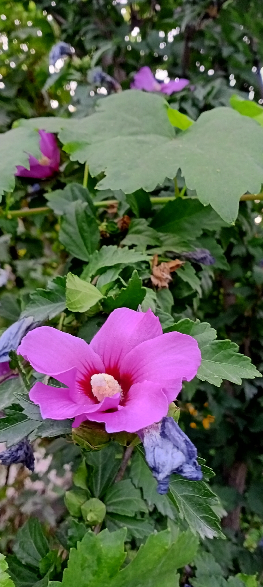A close-up vertical shot captures a vibrant pink hibiscus flower in bloom. The flower's petals are a vivid pink, with a deeper red center and a light yellow stamen. Surrounding the flower are lush green leaves, some appearing large and slightly serrated. In the background, a blurred green foliage suggests a garden setting. There are also some wilted, purple-blue flower remnants on the branches. The lighting is natural, suggesting an outdoor environment during the daytime. The image appears to have been taken in Sokuluk, Kyrgyzstan.