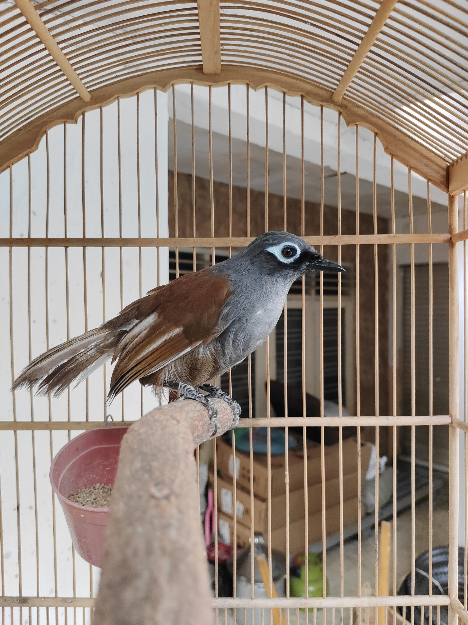 A grey bird with brown wings and a white-ringed eye is perched on a wooden branch inside a wooden birdcage. A pink food dish filled with seed is attached to the branch. In the background, out of focus, are stacks of cardboard boxes and what appears to be a window with blinds. The scene is likely indoors, possibly in a home or shop, with the outdoor environment of Surabaya, Indonesia, being hinted at by the presence of a bird commonly found there and a style of birdcage often used in the region.