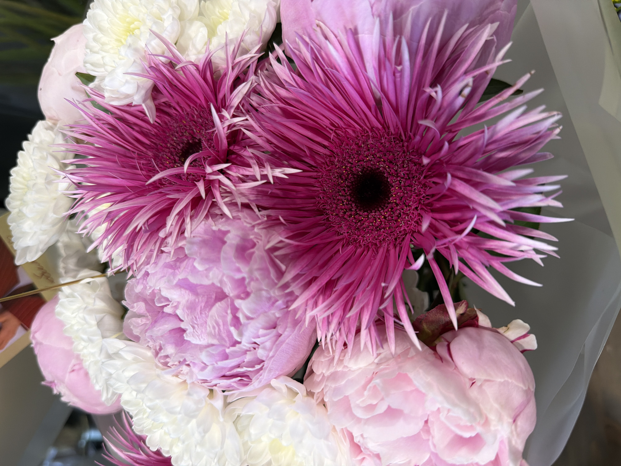 A close-up, overhead shot of a bouquet of flowers. The bouquet is composed of pink peonies, white chrysanthemums, and vibrant magenta gerbera daisies. The peonies are large and fully bloomed, with delicate, layered petals. The chrysanthemums are round and fluffy, with numerous small white petals. The gerbera daisies are the most striking, with long, spiky magenta petals radiating from a dark central disc. The flowers are arranged tightly together, creating a lush and vibrant display. The background is a soft blur of gray and white, suggesting the flowers are wrapped in paper or presented in a container. There are no people or specific locations in the image.