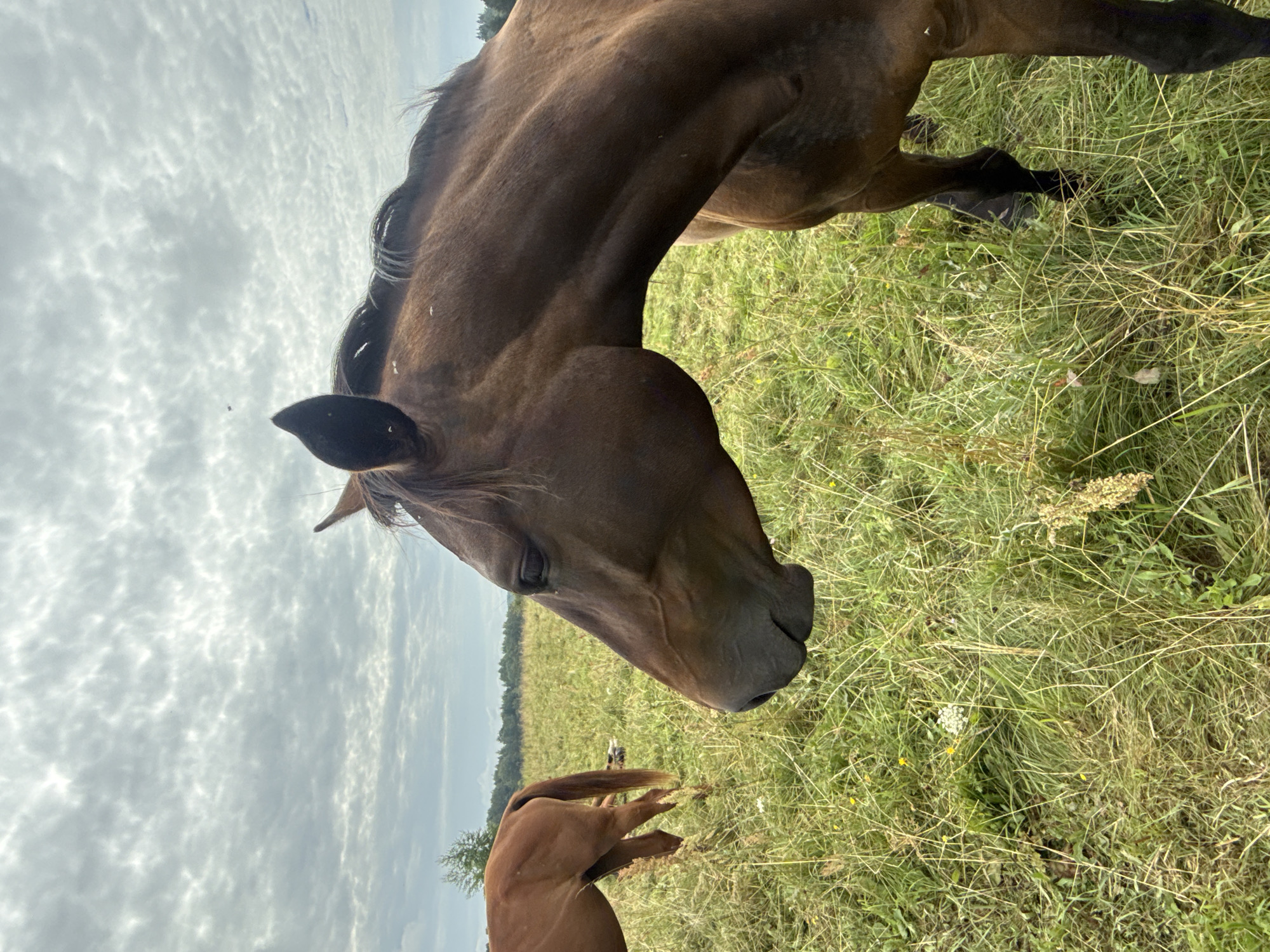 A brown horse stands in a grassy field under a cloudy sky. The horse is in profile, facing left, with its head turned slightly towards the viewer. Its dark brown mane is visible, as are its ears, which are pricked forward. The horse's body is mostly out of frame, but its neck and part of its chest are visible. Another brown horse is visible in the background, facing away from the viewer. The field is covered in tall green grass with scattered yellow wildflowers. In the distance, there is a line of trees. The sky is overcast with dramatic grey clouds. The image was taken in Galinė, Lithuania.
