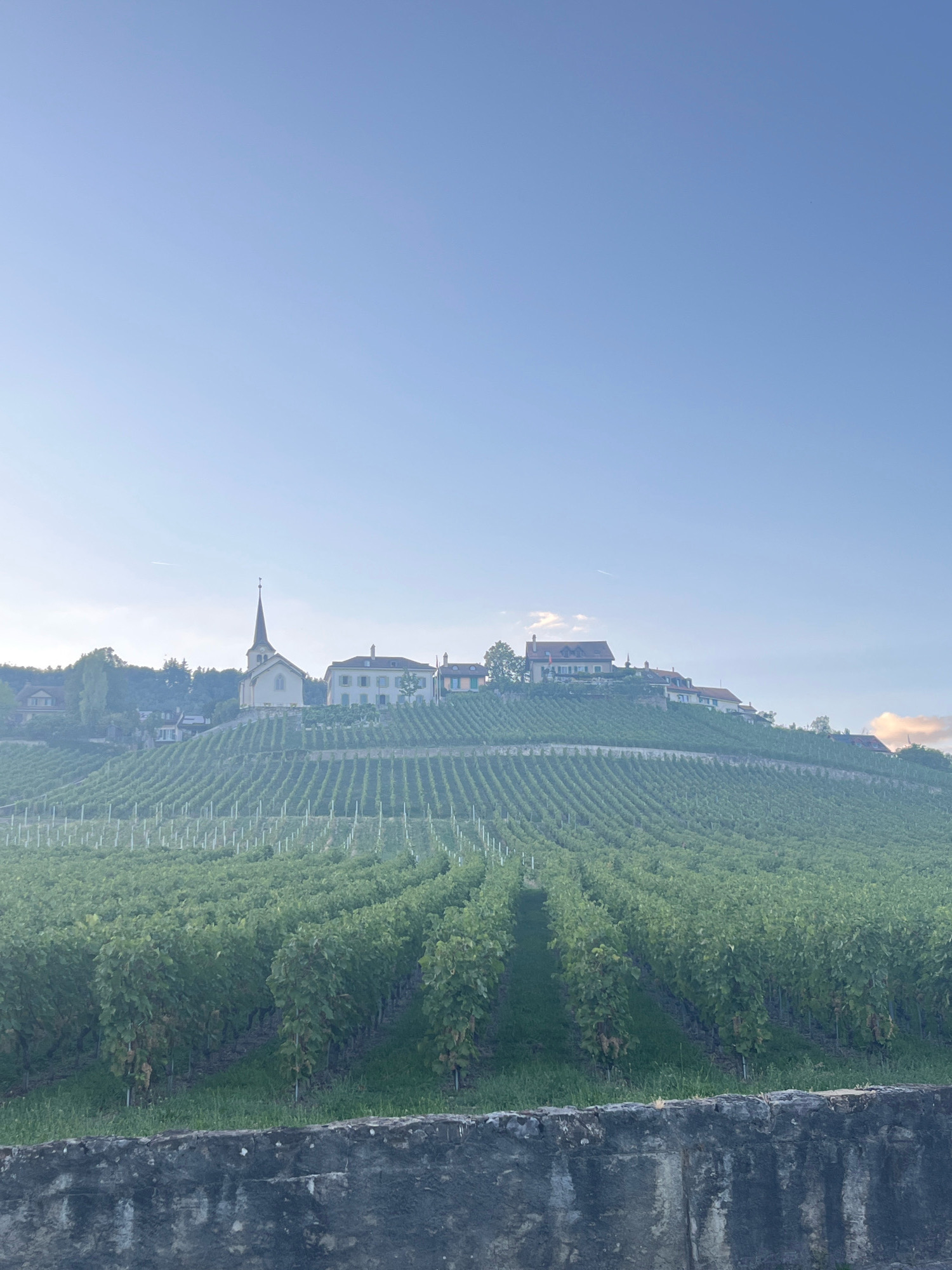 A wide-angle, vertical shot captures a serene hillside panorama in Féchy, Switzerland, under a clear, pale blue sky with a faint haze. The foreground is dominated by a rough-hewn, dark grey stone wall, weathered and uneven. Beyond the wall, meticulously cultivated rows of vibrant green grapevines stretch up the slope, forming neat lines that curve with the terrain. The vines appear lush and healthy, with some showing signs of maturity.
Further up the hill, a picturesque village is nestled amongst the vines. A prominent, pale yellow church with a tall, dark steeple stands out as the central architectural feature. Adjacent to the church are several other buildings, including what appears to be a large, light-colored house with a red-tiled roof. The village is surrounded by trees, some tall and slender, others more dense, adding to the verdant landscape. The overall impression is one of tranquility and natural beauty, typical of a Swiss vineyard region. There are no people visible in the scene. The lighting suggests it might be early morning or late afternoon, given the soft quality of the light.