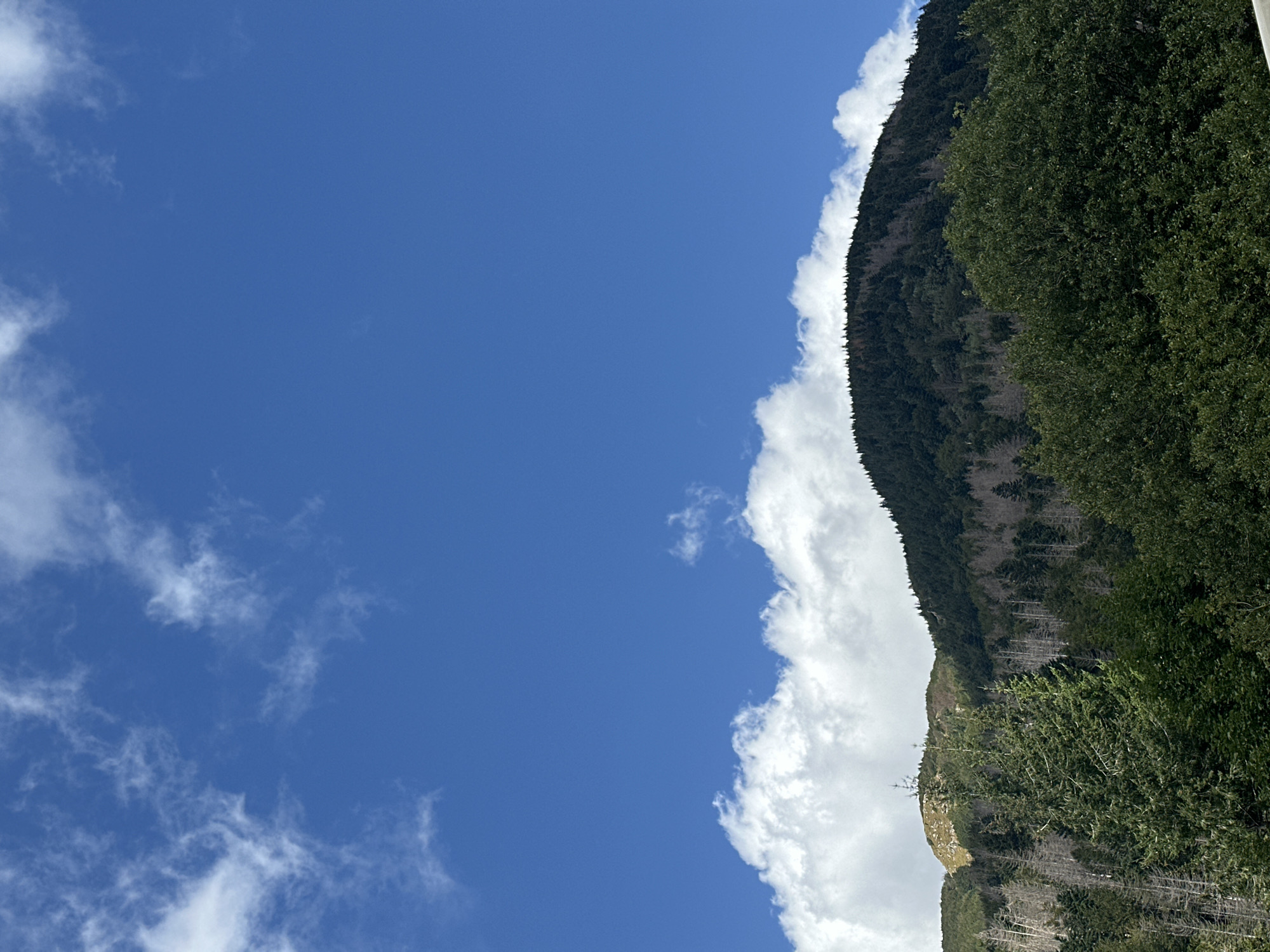 A bright, clear blue sky with scattered white clouds dominates the upper portion of the image. Below the sky, a verdant mountain slopes upward, densely covered with dark green coniferous trees. Patches of bare, gray trees, likely dead or bleached, are visible interspersed within the forest, creating a stark contrast against the living foliage. Some areas of the mountain's peak appear lighter, possibly due to rock or sparser vegetation. In the foreground, the dense canopy of trees obscures the ground. The image appears to be taken from a slightly elevated position, looking up towards the mountain. The overall scene depicts a natural, mountainous landscape on a sunny day. The location is identified as Corniglio, Italy. There are no people or animals visible in the image.