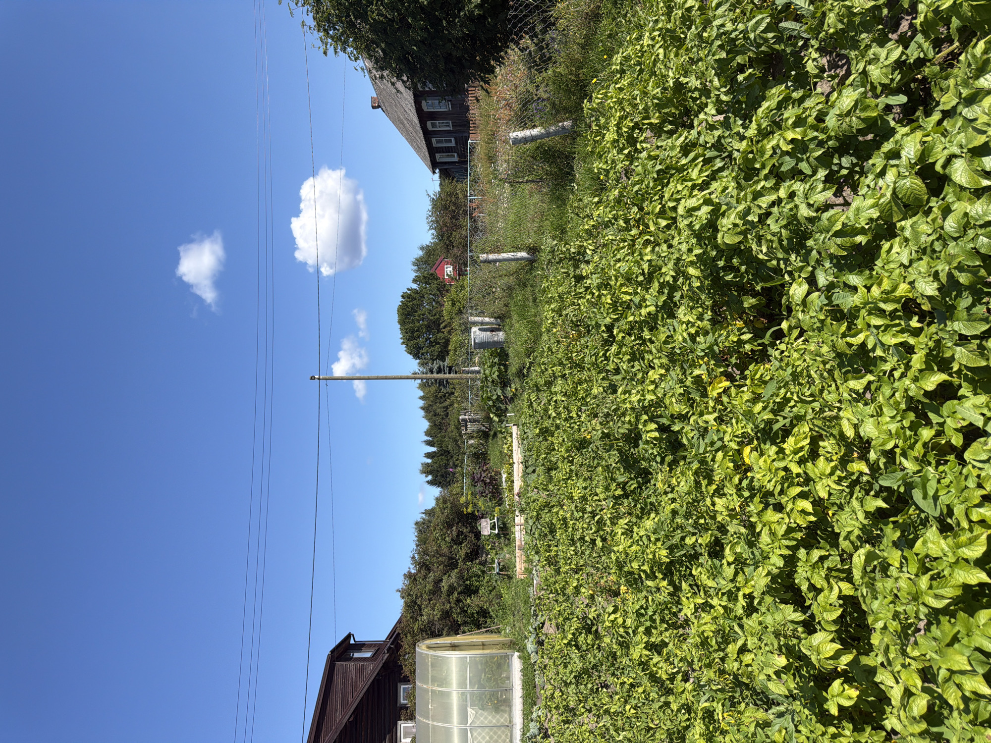 In Yalguba, Russia, under a clear blue sky with scattered white clouds, a rural yard scene unfolds. A large, dark wooden house with an attic window stands to the left, adjacent to a clear plastic greenhouse. In the foreground, a dense field of vibrant green potato plants dominates the view. Further back, a chain-link fence with concrete posts encloses a grassy area with wildflowers. Beyond the fence, another wooden house with a gray roof and multiple windows is visible, partially obscured by trees. A small red building and several utility poles with wires complete the landscape. The scene captures a sunny day in a rural setting, emphasizing the agricultural and residential elements of the property.