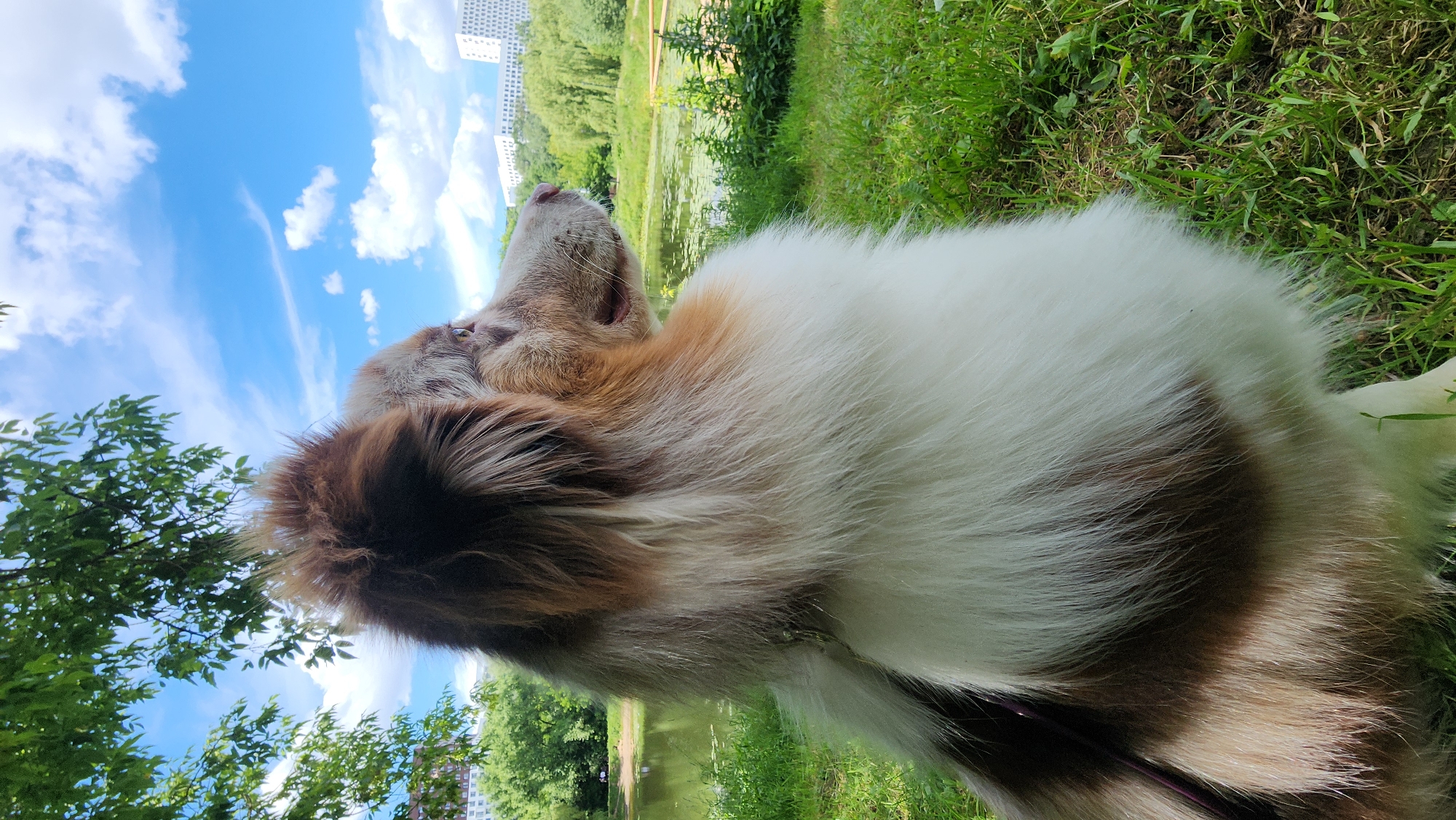 A medium shot shows an Australian Shepherd dog with a merle coat sitting on grass, looking out towards a lake and distant buildings under a blue sky with scattered clouds. The dog is positioned in the foreground, with its head and upper body visible. Green trees with dense foliage are to the left and above the dog, partially obscuring the sky. Beyond the dog, a body of water with some lily pads is visible, bordered by green grass and trees. In the background, modern white buildings rise above the tree line. The scene appears to be a park or natural area within a city. The dog is wearing a dark harness. The overall lighting suggests a daytime setting, likely late morning or early afternoon, with bright sunlight. The image is taken from a low angle, emphasizing the dog's perspective. There are no people clearly visible in the frame. Based on the presence of distinct Soviet-era apartment blocks, such as the buildings visible in the background, and the general landscape, the location is likely a park or residential area in Moscow, Russia.