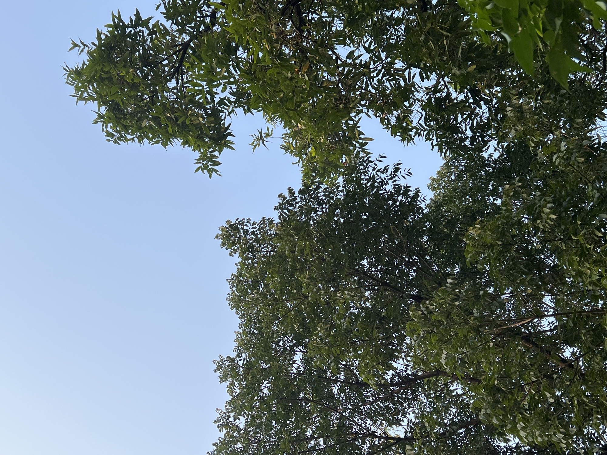 This is a low-angle, eye-level, full shot of lush green trees against a clear, pale blue sky. The image was taken in Klapanunggal, Indonesia. The branches and leaves of the trees fill most of the frame, creating a dense canopy. The leaves are a vibrant green, with varying shades indicating sunlight filtering through. The sky is unobstructed by clouds, suggesting a bright, clear day. There are no people or man-made structures visible in the image, focusing solely on the natural elements of trees and sky.