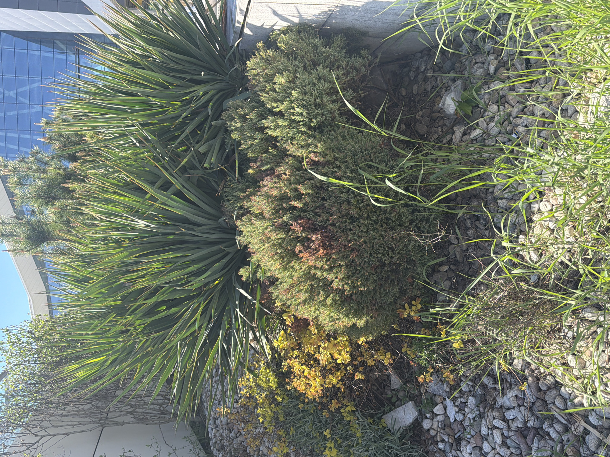 The image shows an outdoor garden bed located in Sofia, Bulgaria. The bed contains various plants including Yucca, Juniper, and ornamental grasses. The ground cover consists of small, smooth river stones. Some yellow flowering plants are also present. A building is visible in the background with glass panels.