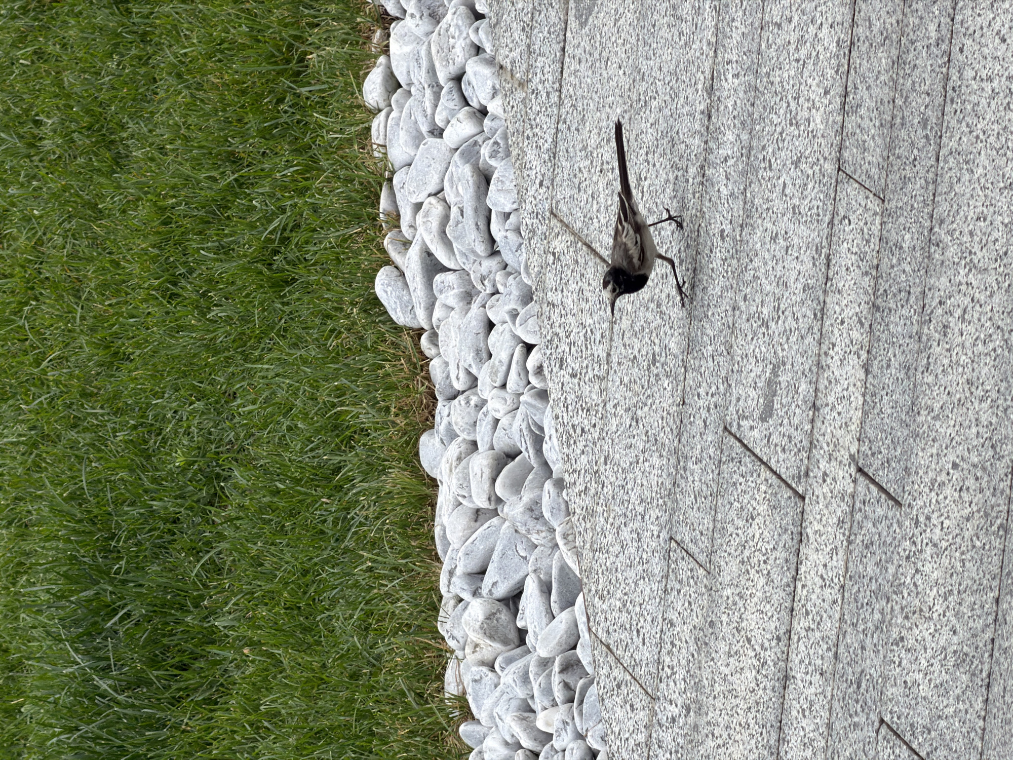 A bird is walking on a paved surface next to a border of white rocks and green grass. The bird has black and white plumage and is facing towards the right. The paved surface is made of large granite tiles, and there are thin metal rods protruding from the surface. The grass is neatly trimmed and appears healthy. The white rocks are smooth and varied in size. The scene is outdoors, likely in a garden or park. The lighting suggests it is daytime. The location is identified as Озерное (майминский), Russia. There is no visible text in the image.