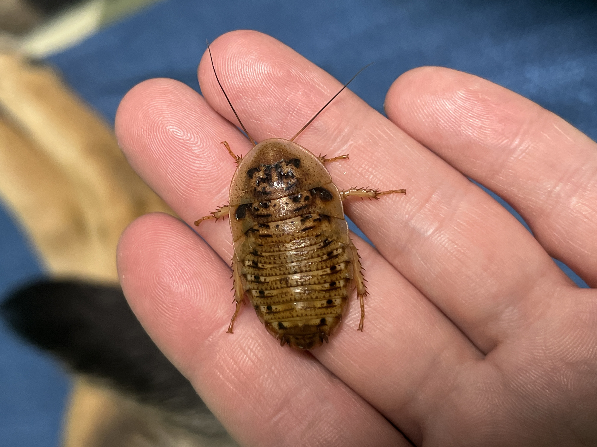 A tan and brown cockroach is lying on a person's palm. The cockroach has a segmented body and two long antennae. The background is blurred, but appears to be a blue surface and a dark brown and tan object. There is no indication of the location of Nizhny Tagil, Russia.