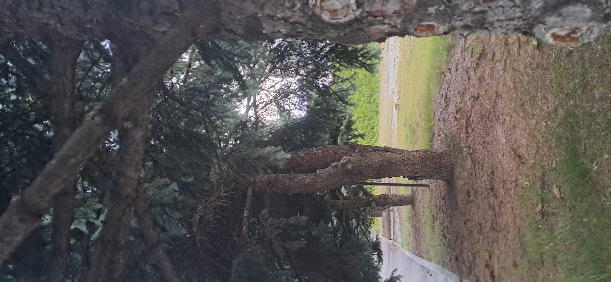 The image depicts a row of mature pine trees lining a sidewalk in Horishni Plavni, Ukraine. The trees are dense with dark green needles and have rough, textured bark. Sunlight filters through the branches, creating dappled light on the ground, which is covered in pine needles, dry leaves, and sparse grass. A paved sidewalk is visible to the left, with a faint pattern of grey concrete squares. Beyond the trees, a grassy area and a line of vibrant green bushes or trees can be seen. The overall scene is one of a tranquil, possibly urban, park or boulevard setting. There are no people or animals visible in the image.