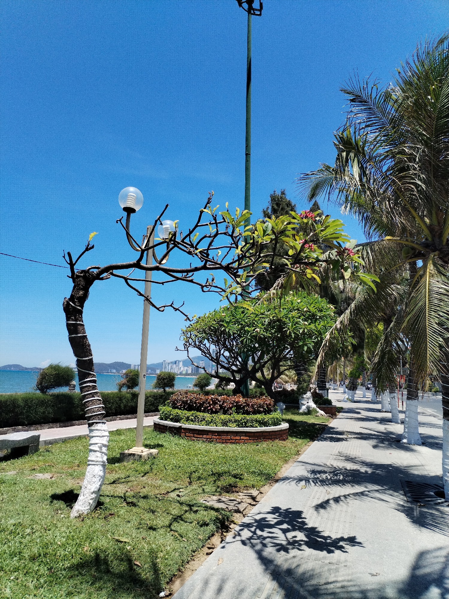 The image shows a sunny coastal scene. Palm trees line a paved walkway with their trunks painted white. Beside the walkway is a grassy area with bushes and trees. A sculpted tree with lights is in the foreground. The ocean is visible in the background, with a hazy skyline of Nha Trang Ward, Vietnam. A bench sits near the grass.