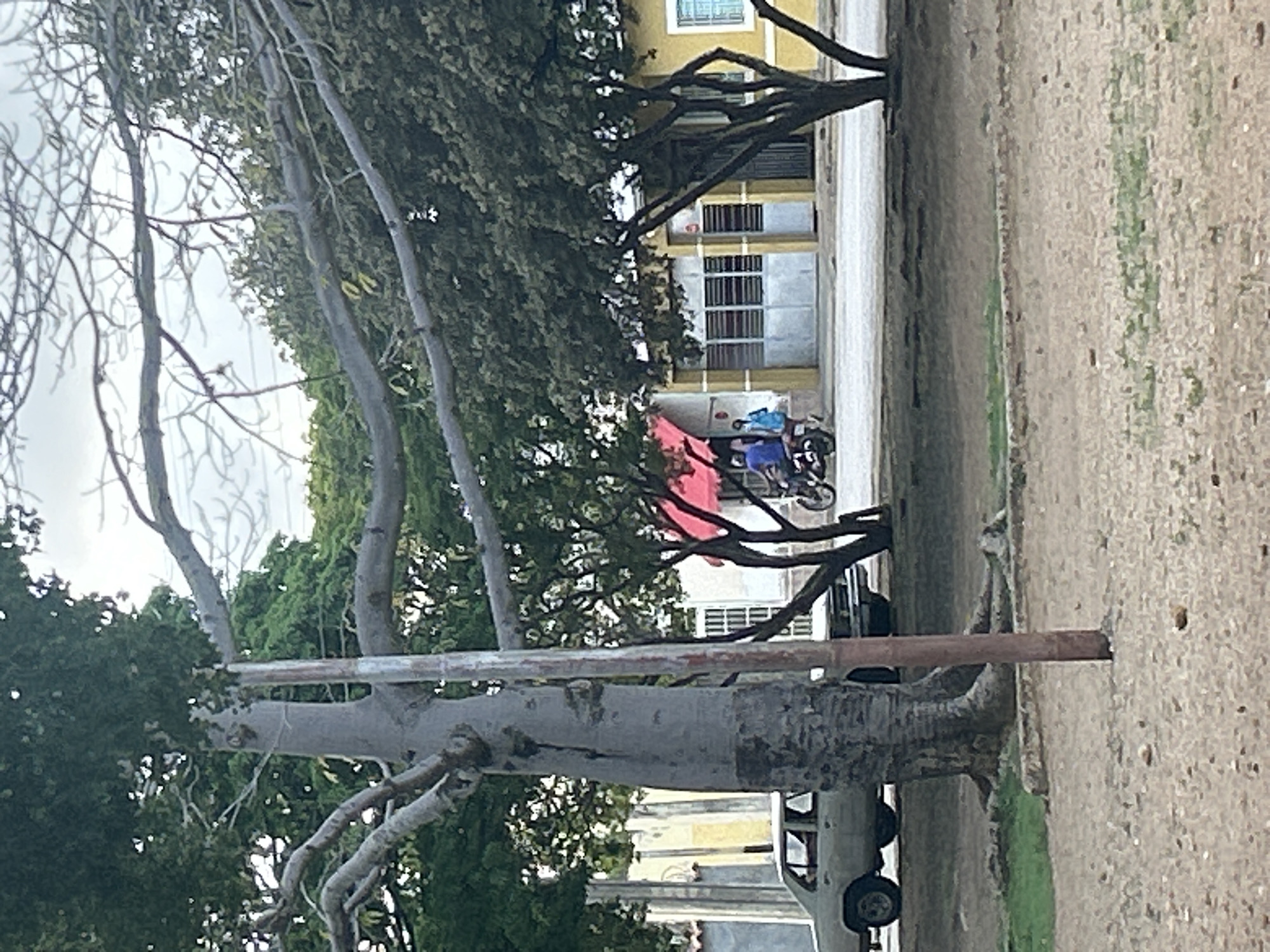 The image captures a street scene in Santa Ana, Venezuela. In the foreground, a large tree with a textured, grey trunk dominates the left side of the frame, with its branches extending upwards and across the scene. A thin, weathered pole stands beside the tree trunk. The ground in the foreground is sandy and uneven, with sparse patches of dry grass and small stones.
In the middle ground, a light-colored sedan is parked on the left. Further to the right, two individuals are seen riding a motorcycle on a paved road. They appear to be moving from left to right. Behind them, a row of buildings lines the street. The buildings have a yellow facade, with some featuring red awnings and slatted window coverings. The sky is overcast with a pale, diffused light. The overall environment suggests a warm, perhaps humid climate, common in coastal regions of Venezuela.