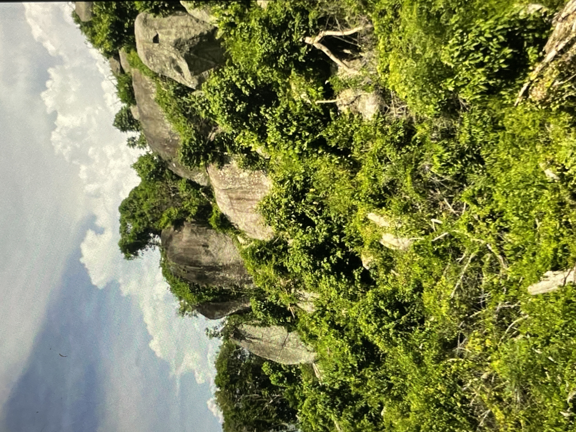The image displays a close-up, vertically oriented view of a rocky cliff face covered in lush green vegetation. The rocks are large and rounded, with some appearing weathered and moss-covered. The plants are dense, forming a thick carpet of foliage that drapes over the rocks and extends into the foreground. Scattered among the greenery are dry, bare branches, adding a contrasting texture.
In the background, a bright, cloudy sky is visible. The clouds are white and puffy, set against a blue sky, suggesting it is daytime. The lighting indicates a sunny day, with highlights on the vegetation and rocks. The overall impression is one of natural abundance and untamed wilderness.
There is no discernible activity or event taking place; the image captures a static natural scene. No people, objects, or text are visible. The location is unknown, but the environment suggests a humid, possibly tropical or subtropical region with sufficient rainfall to support such dense plant growth on a rocky outcrop. The perspective is from below, looking up at the cliff face, giving a sense of scale and height.