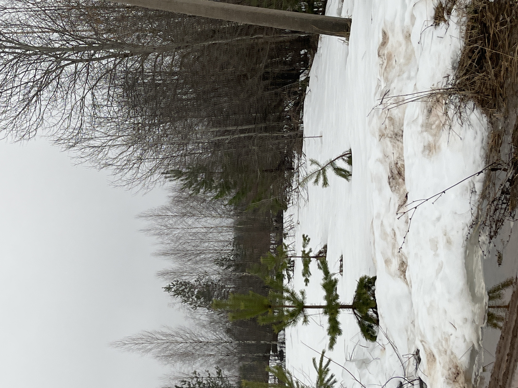 The image depicts a winter scene in Марковский, Russia. A snowdrift borders a forest area, with several small evergreen trees visible in the foreground and larger deciduous trees in the background. The sky is overcast. The snowdrift exhibits evidence of dirt and debris.