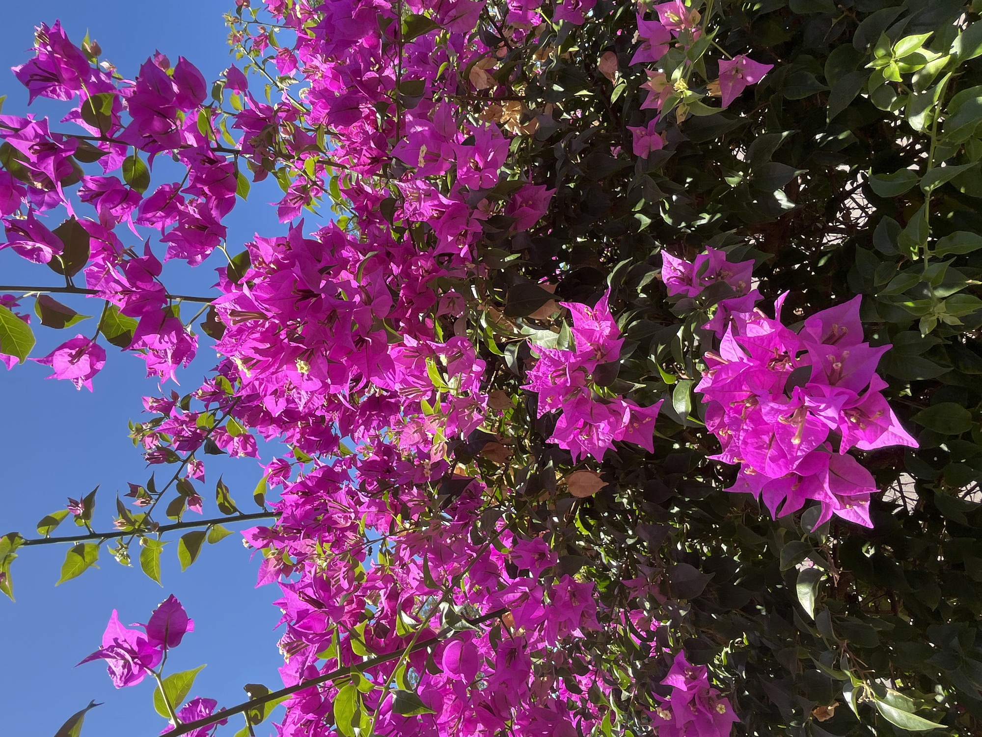 A low-angle, full shot captures a vibrant bougainvillea bush with intensely pink bracts and dark green foliage against a clear blue sky. The flowers dominate the frame, appearing lush and dense, with some stems and leaves visible reaching towards the sky. The lighting suggests it is daytime with sunlight illuminating the upper portions of the bush. The scene is an outdoor environment, likely a garden or park, and is not specifically located in Desa Tambakreja, Indonesia. There are no people or specific actions depicted in the image.