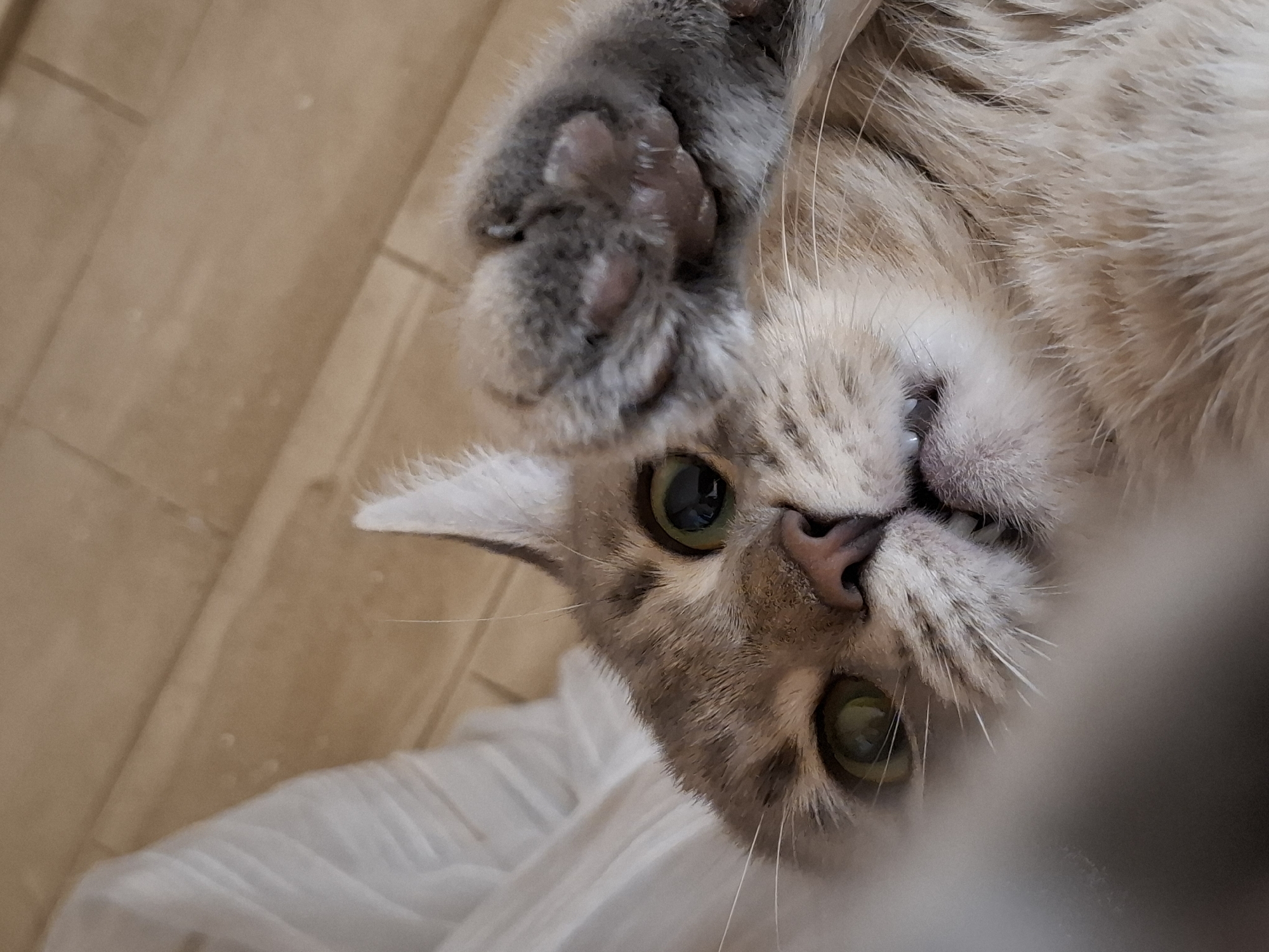 A close-up, low-angle shot captures a domestic cat looking directly at the camera with an engaging, playful expression. The cat appears to be lying on its back or side, with its head inverted relative to the typical viewing orientation. Its prominent features include large, striking green or hazel eyes and a pinkish-brown nose. The cat's mouth is slightly ajar, revealing a small white tooth.
One of the cat's front paws is raised towards the viewer, showcasing its grey fur and soft, dark brown paw pads. The cat's fur is predominantly light-colored, a mix of cream, beige, and light brown, with subtle tabby stripes visible across its body. Long, white whiskers extend from its muzzle.
The background is split into two main sections. The upper and left portion of the image displays a light brown surface, likely a tiled floor or wooden planks, with visible linear patterns or grout lines. The lower and right part of the frame reveals crumpled white fabric, possibly a blanket or sheet. The lighting is soft and even, suggesting an indoor setting. No text is visible in the image.