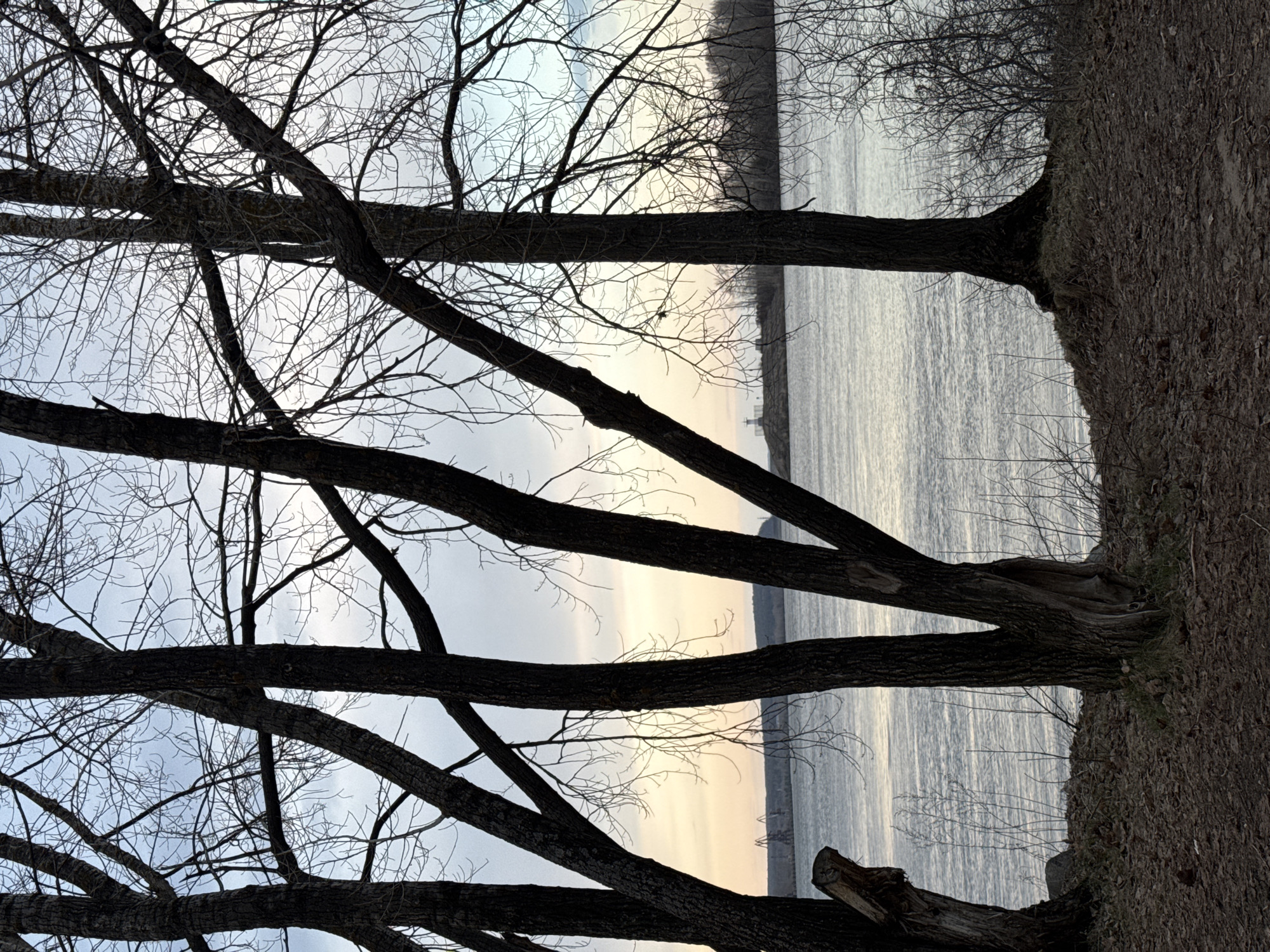 The image shows a landscape view of a body of water, likely a river or lake, framed by the branches and trunks of trees in the foreground. The trees are bare, indicating a winter or early spring season. The water surface is rippled, reflecting light from the sky. The opposite bank of the water body appears as a low, indistinct horizon line. The sky is overcast. The image is taken at a low angle looking up, and the perspective is somewhat distorted. There is no explicit evidence in the image to confirm its location in Chaikovsky, Russia, as the scene is a common natural landscape.