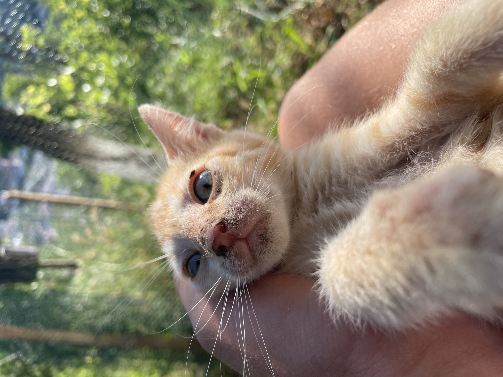 A close-up, handheld, eye-level shot shows a ginger-colored kitten being held by a person. The kitten's face is the primary subject, with its whiskers prominent and its nose appearing somewhat irritated or scruffy with dark markings. One of the kitten's eyes has a noticeable dark spot on the iris. The kitten's fur is light orange and appears somewhat unkempt. In the background, out of focus, is a lush green environment with trees and sunlight filtering through. The person's hand and arm are visible supporting the kitten, with the arm appearing bare and lightly tanned. The overall lighting suggests it is daytime. The image was taken in Zlatograd, Bulgaria.