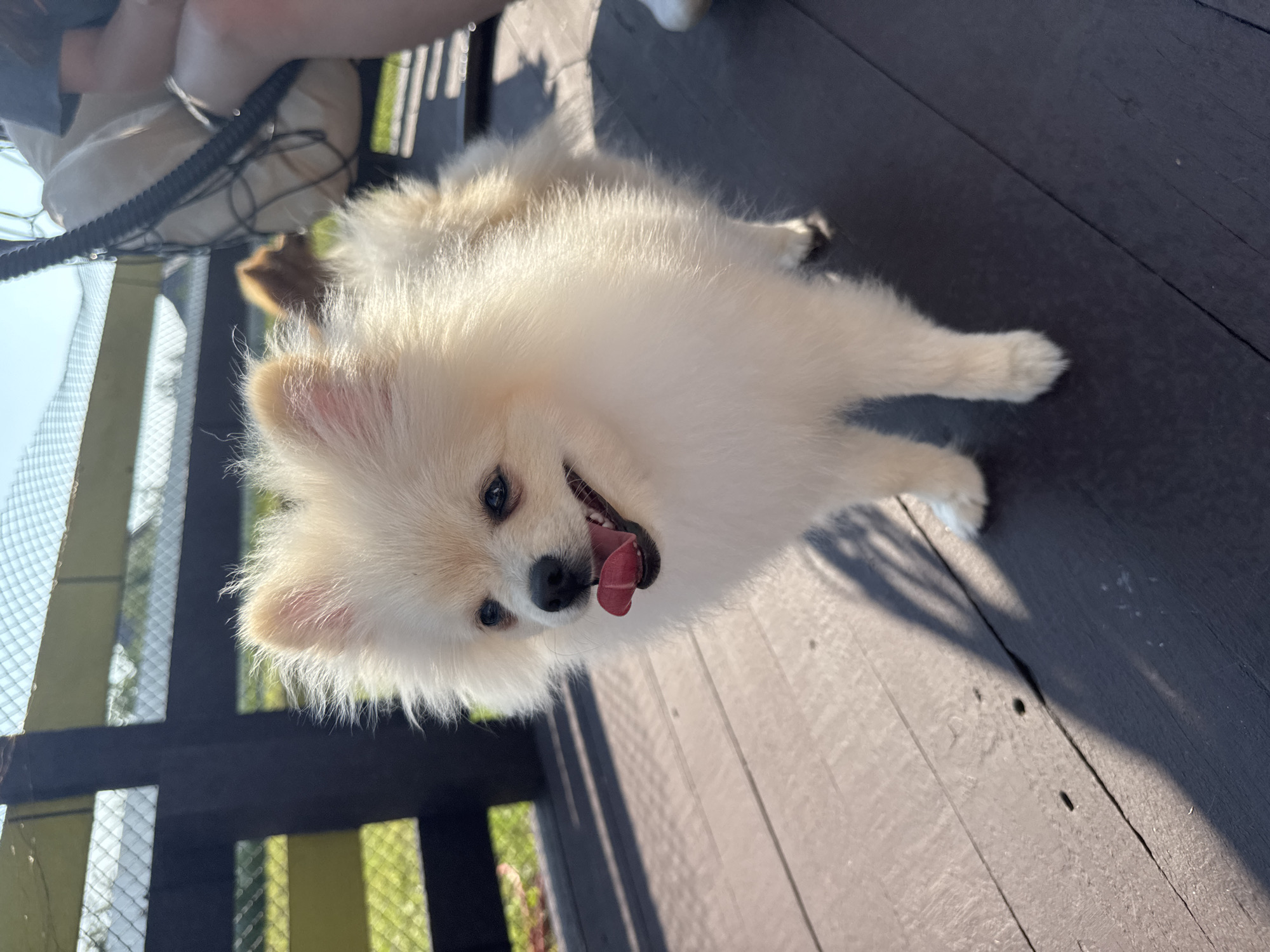 A cream-colored Pomeranian dog stands on a dark wooden deck outdoors. The dog is facing slightly to the left, with its tongue hanging out and mouth open. Sunlight illuminates the dog's fluffy fur, casting a shadow on the deck. In the background, a dark wooden fence and a wire mesh enclosure are visible, with greenery and a bright sky beyond. Another smaller, reddish-brown dog can be seen further in the background. A person's legs and a large cushion are also partially visible in the upper right corner of the image, suggesting the presence of human activity. This scene is not within the city of Zav'yalovo, Russia; it is an outdoor setting with typical features of a park or recreational area.