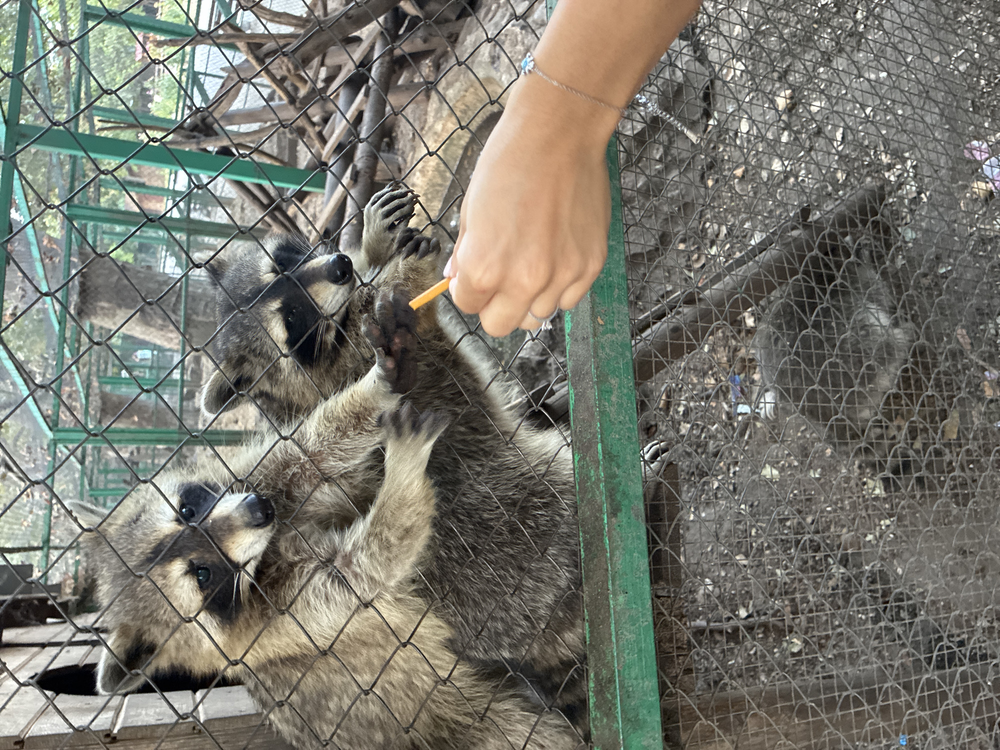 This image depicts two raccoons inside a wire enclosure, likely at a zoo or animal sanctuary in Pazardzhik, Bulgaria. The raccoons are primarily visible in the upper half of the frame, with one reaching out towards a person's hand, which is holding a small piece of orange food, possibly a carrot. The enclosure has a rough, dirt floor and a green metal bar along the bottom. In the background, a wooden structure and more fencing are visible, along with some trees and foliage, suggesting an outdoor setting. Another raccoon appears to be lying down within the enclosure on the ground. The image captures a moment of interaction between humans and animals, with the raccoons appearing to be fed by hand.