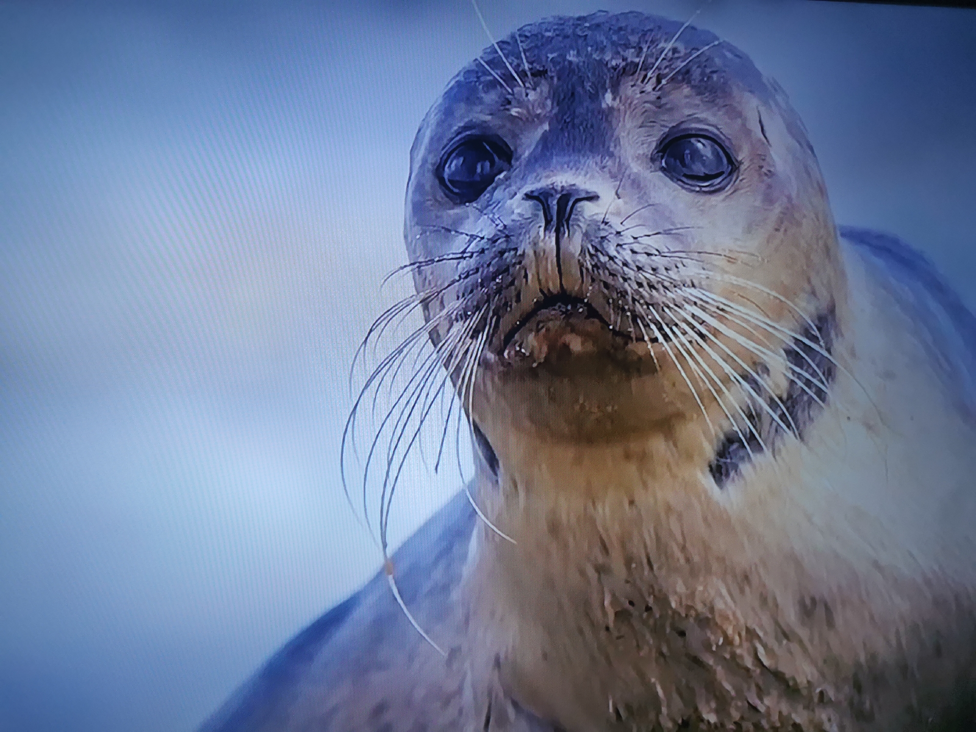 The image is a close-up of a seal's face. The seal has dark, round eyes, a black nose, and long, white whiskers. Its fur is a mix of gray, brown, and cream colors, with some darker markings on its head. The background is a soft, out-of-focus blue, suggesting water or a sky. The lighting is natural and even, with no harsh shadows, indicating it might be daytime or overcast. The seal's expression is calm and neutral, with its head tilted slightly towards the viewer. There is no visible text in the image. The crops provide closer views of the seal's features, particularly its eyes, nose, and whiskers, and the texture of its fur.