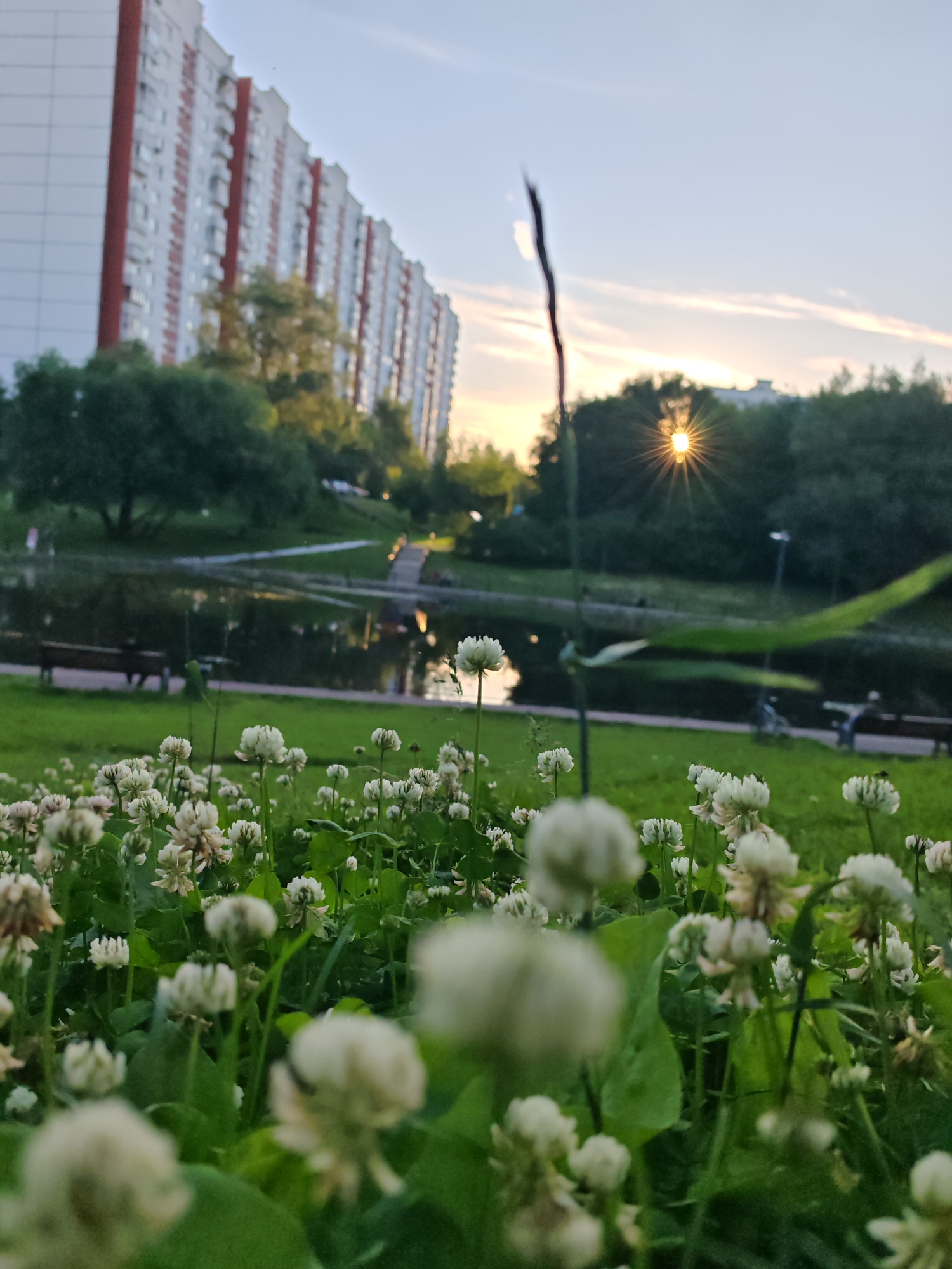 A low-angle shot captures a field of white clover flowers in the foreground, with their soft, fluffy blossoms blurring into the scene. Beyond the clover, a tranquil pond reflects the soft glow of the setting sun, which emits a starburst of light through a dark treeline. In the background, a long, multi-story building with white and red accents stands tall, its linear facade contrasting with the natural elements of the park. A pathway, possibly leading to a bridge, is visible near the pond. The environment appears to be a park in a city, with benches placed along the pond's edge. The sky is a pale blue with wispy clouds, and the overall atmosphere is peaceful, illuminated by the warm tones of dusk.