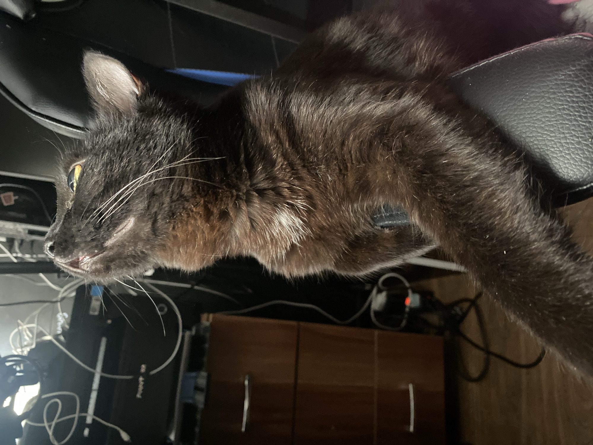 A medium shot depicts a black and brown cat resting on a black office chair. The cat's head is positioned towards the left side of the frame, with its body extending to the right. Below the cat and the chair is a desk area with various electronic cables and a small wooden cabinet. The location of Izhevsk, Russia is not discernible from the image.