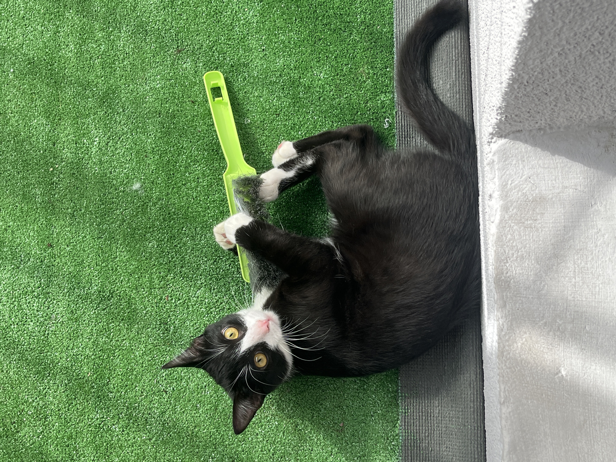 A black and white tuxedo cat lies on its back on a patch of artificial turf, gripping a green grooming brush with its front paws. The cat's head is oriented towards the lower left corner of the frame, and it gazes upwards with yellow eyes. The cat has white markings on its face, chest, and paws. The artificial turf is bright green and contrasts sharply with the cat's dark fur. To the right of the turf, there is a strip of grey material, followed by a textured white surface. The exact location in Saint Petersburg, Russia, is not identifiable from the image.