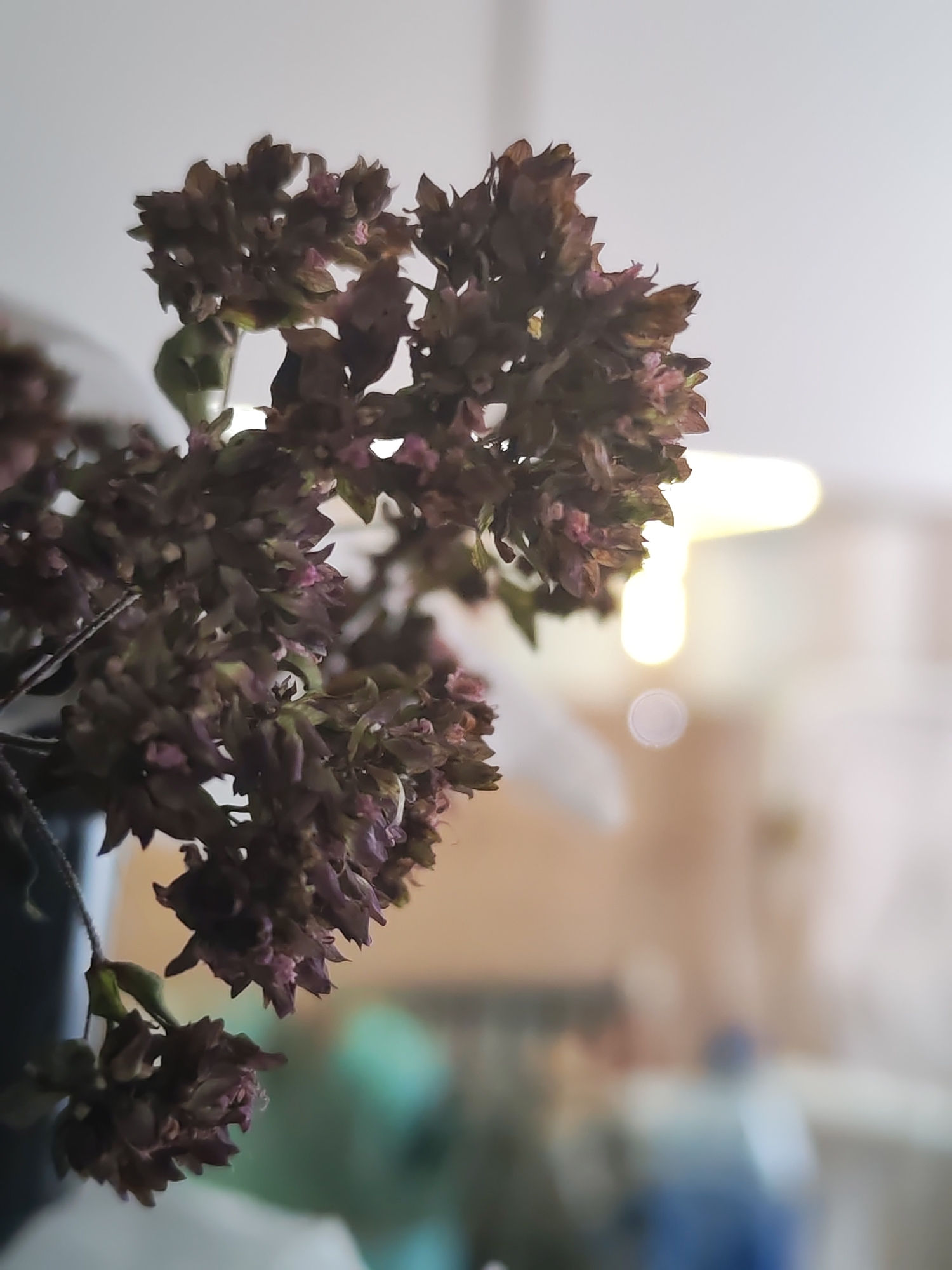 A close-up, shallow depth of field photograph focuses on a cluster of dried flowers, appearing dark brown with hints of pink. The flowers are delicate and clustered on thin stems. The background is softly blurred, showing a bright, out-of-focus light source, possibly a lamp, and indistinct shapes of furniture and possibly a person wearing blue. The overall impression is of an indoor setting. The image does not contain any information about its location in Izhevsk, Russia.