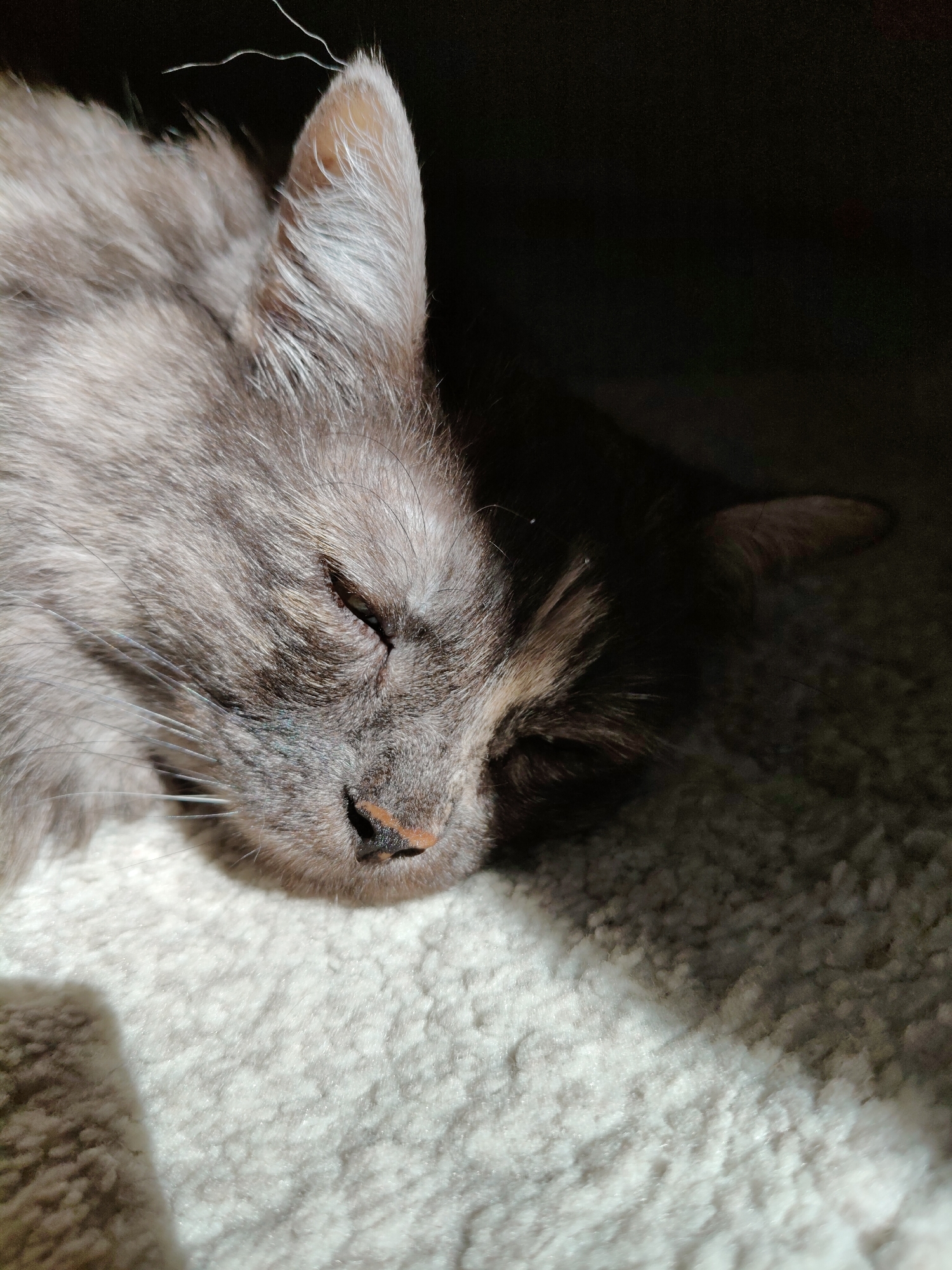 A close-up, eye-level shot captures a gray, long-haired cat sleeping on a textured, light-colored surface that appears to be a carpet. The cat is positioned with its head tilted downwards and slightly to the right, its eyes closed. The fur is detailed, with individual strands visible, and the cat's nose, a light brown color, is slightly upturned. A beam of sunlight illuminates the left side of the cat's face and a portion of the surface, creating a stark contrast with the dark, shadowy background on the right. A thin, white, wire-like object is visible in the upper left corner of the image. The image does not provide any specific geographical or contextual information to determine its location within the city of Bol'shoye Kozino, Russia.