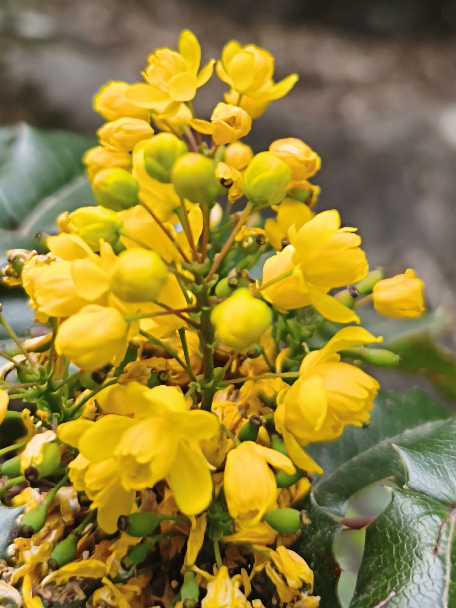 The image depicts a cluster of yellow Mahonia flowers in bloom, interspersed with green buds and leaves. The background is blurred, suggesting a natural setting in Алупкинский городской совет, Ukraine.