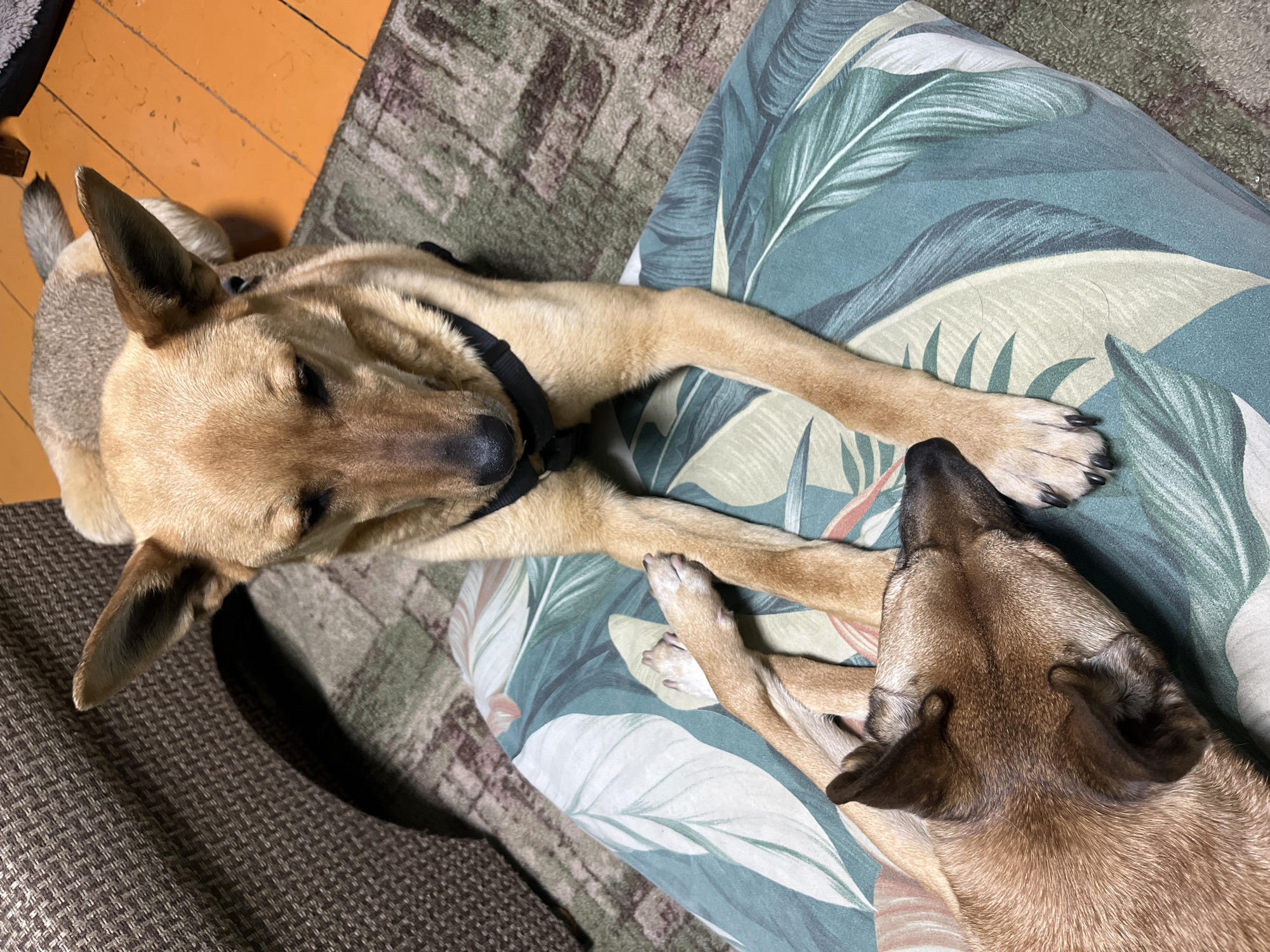 Two dogs are lying down on a cushion with a green and white tropical leaf pattern. The dog on top is tan colored with a black collar. The dog on the bottom is brown. The background shows a wooden floor and a patterned rug. The location cannot be determined from the image.