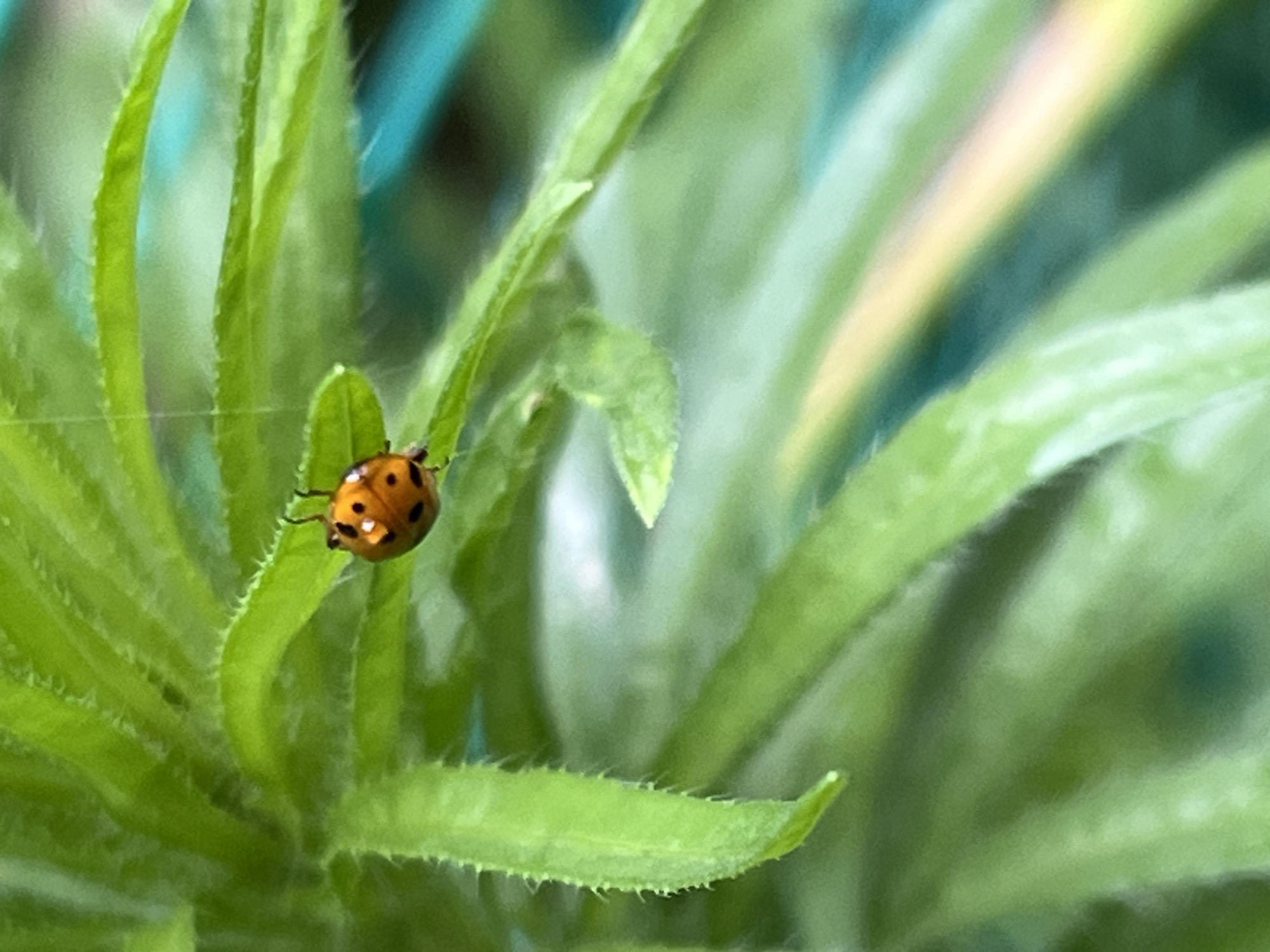 A close-up, macro photograph captures a vibrant orange ladybug with black spots clinging to a bright green, fuzzy leaf. The leaf has a serrated edge and is covered in fine hairs. The background is softly blurred, revealing more green foliage and hints of teal and yellow, suggesting an outdoor garden setting. The ladybug is positioned on the left side of the frame, its tiny legs gripping the leaf. The lighting appears natural, highlighting the texture of the leaf and the glossy shell of the ladybug. The location is identified as Krasnyye Barrikady, Russia.