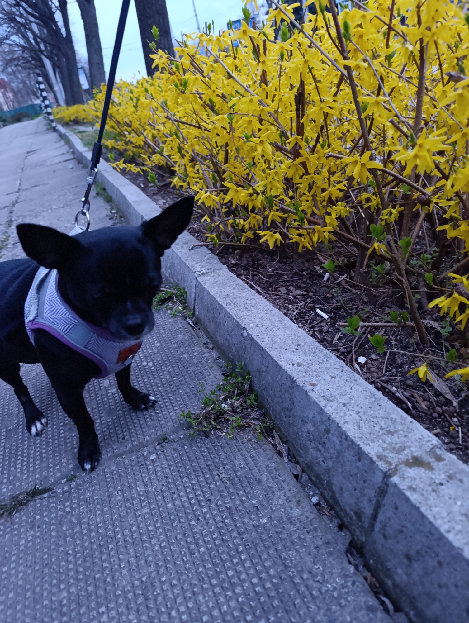 The image shows a small, black Chihuahua-mix dog wearing a gray and purple harness on a leash, standing on a concrete sidewalk. The dog has white markings on its paws. To the right of the dog is a concrete curb separating the sidewalk from a planting bed filled with bright yellow forsythia bushes. The sidewalk and the planting bed extend into the distance, with additional forsythia bushes lining the path. Trees are visible in the background along with other buildings. The location is the city of Haskovo, Bulgaria.