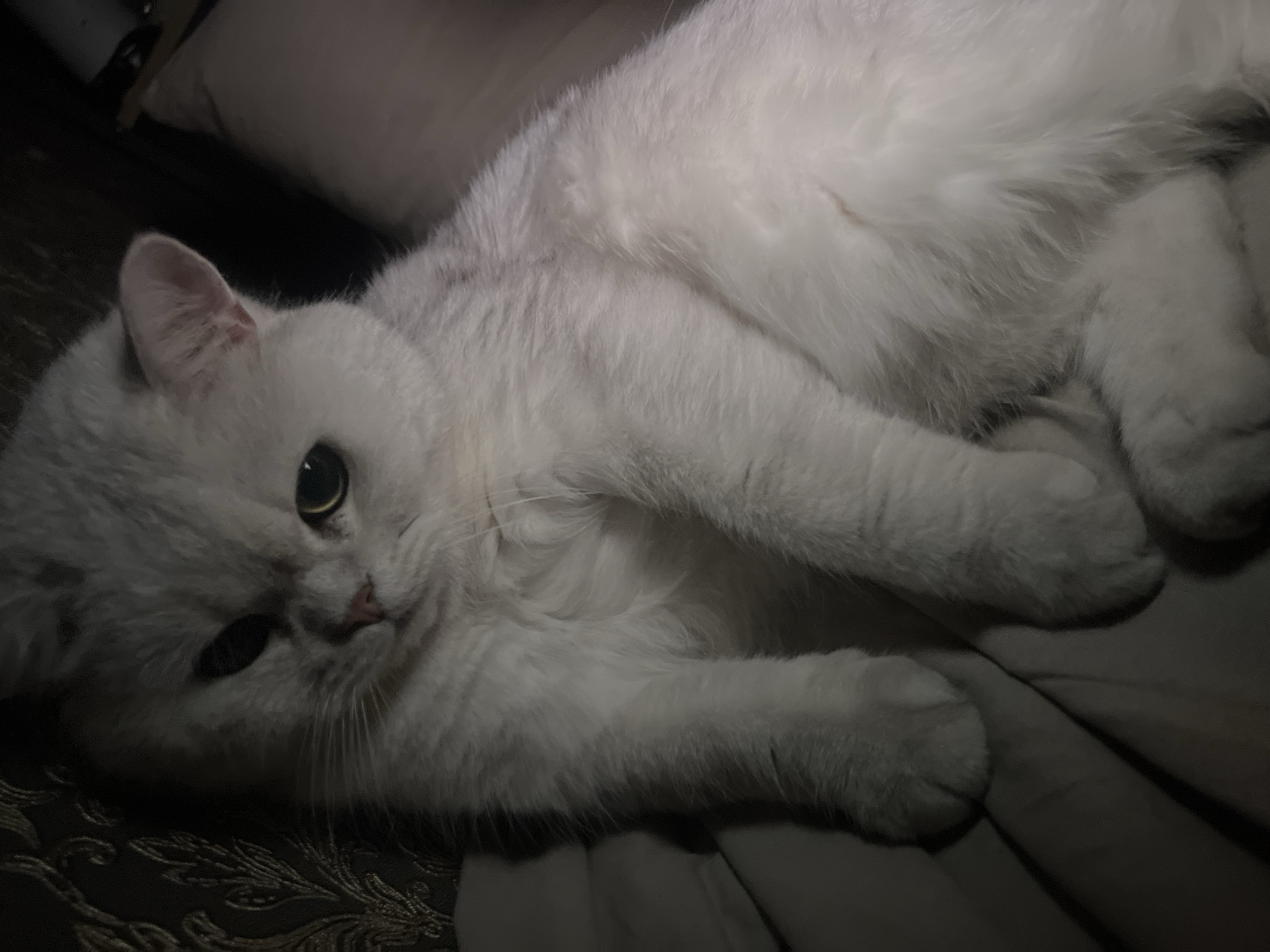 The image shows a white cat lying down. The cat has short fur, round eyes, and a pink nose. It is lying on a surface that appears to be a blanket or cushion. The environment appears to be indoors with a dark background. The location is Unknown, Unknown.