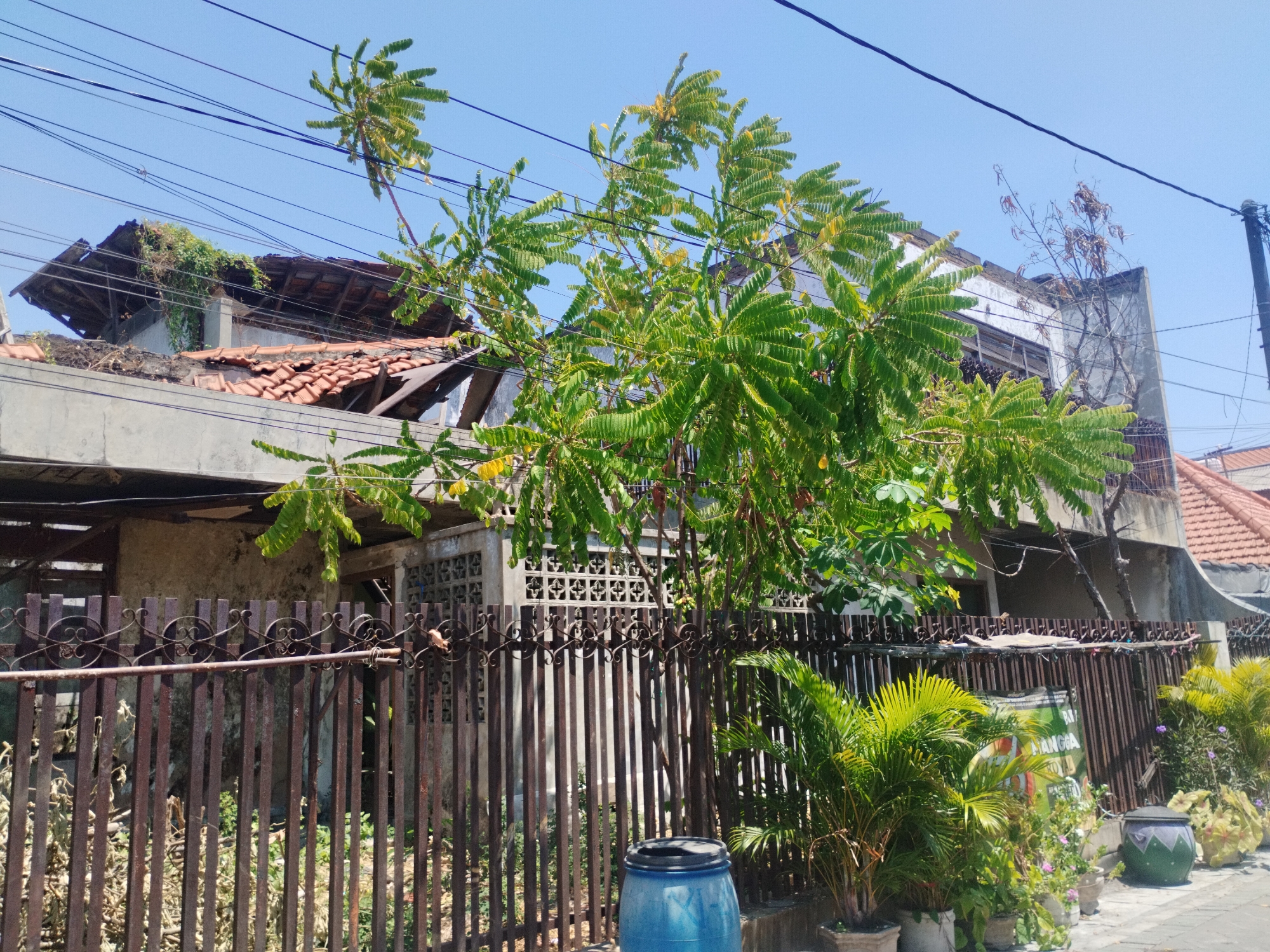 A sunny outdoor scene in Surabaya, Indonesia, showcases a weathered residential property. The focus is on a section of the property visible from the street, featuring a rusty metal fence with ornate scrollwork. Behind the fence, several potted plants, including a vibrant green palm, line a walkway. A large blue plastic barrel stands near the fence, and further back, a partially overgrown building with a damaged roof and exposed wooden beams is evident. The building's facade appears aged, with some windows boarded up. Electrical wires crisscross the clear blue sky above the scene, suggesting an urban environment.