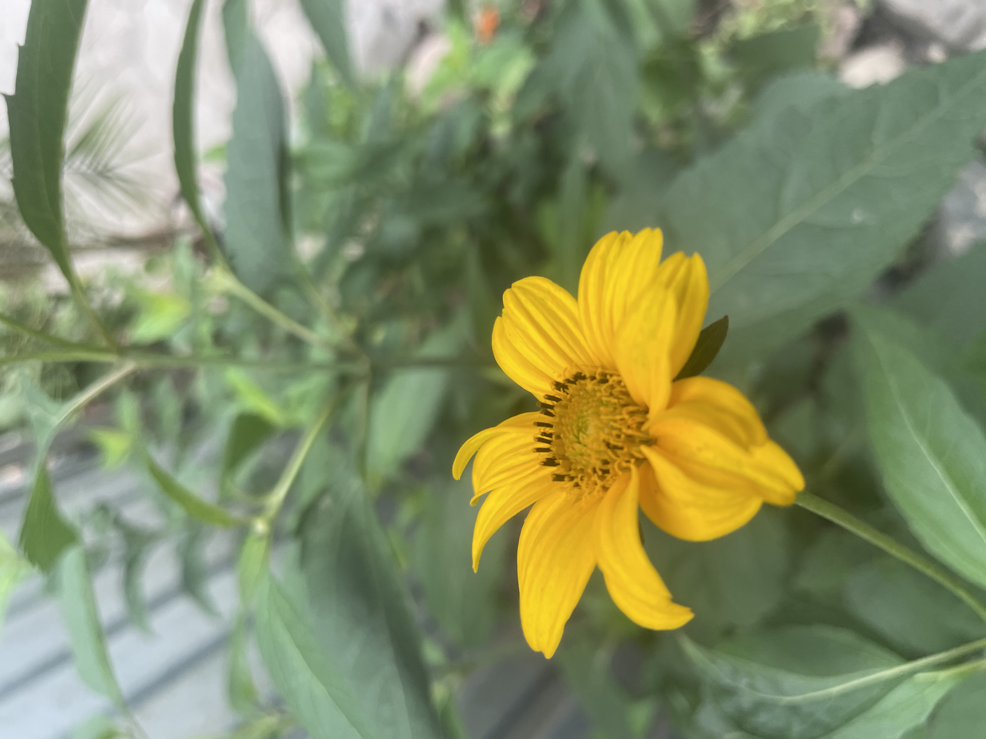 A close-up shot focuses on a single, vibrant yellow flower in bloom, with its petals unfurling outwards. The flower is positioned in the right half of the frame, with its center featuring a cluster of darker seeds. Surrounding the flower are large, lush green leaves, some of which are in sharp focus while others are softly blurred, creating a depth-of-field effect. The background is a blur of more green foliage and hints of a light-colored surface, possibly a wall or pavement, with diagonal lines suggesting wooden planks in the lower left portion of the image. The lighting appears to be natural, indicating daytime, and the overall mood is serene and natural. The image does not contain any visible text, people, or specific activities. The location context is Almaty, Kazakhstan.