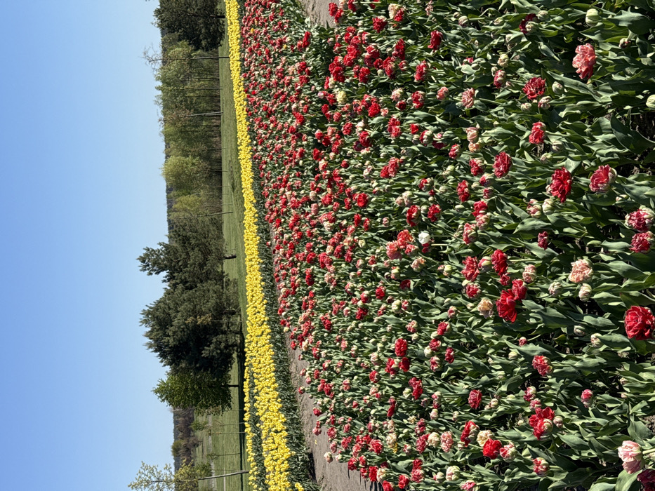 The image shows a field of red and white tulips in Kopyliv, Ukraine (latitude: 50.417, longitude: 29.935). The tulips are in full bloom, with their petals spread open to the sun. There are green leaves around the tulips. The field is situated in a park, with trees and a grassy area in the background. The sky is clear and blue. The grass is short and green, with some brown patches. The trees are mostly deciduous, with some coniferous trees in the background. The image was taken from a slightly elevated vantage point, looking down onto the field of tulips.