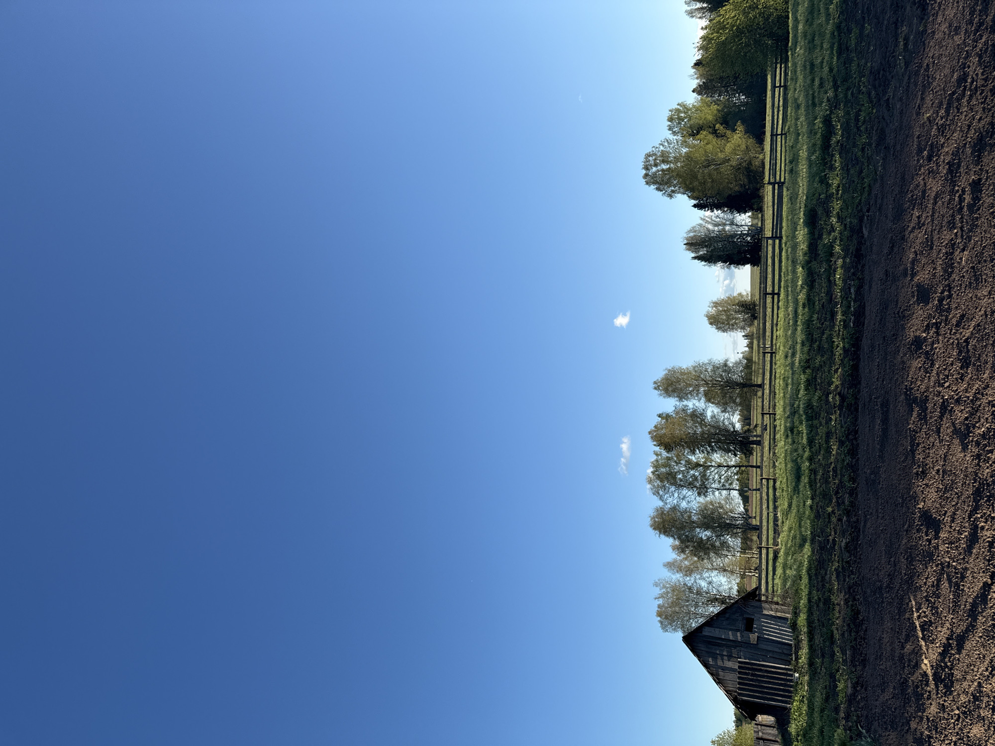 The image presents an outdoor scene under a clear blue sky with a single white cloud. The right side of the image shows a field, separated from a grassy area by a wooden fence. Trees line the fence. An old, dilapidated wooden structure, possibly a shed or small barn, is located in the foreground near the bottom right corner. The overall environment suggests a rural or agricultural setting. The location is not identifiable in the image.