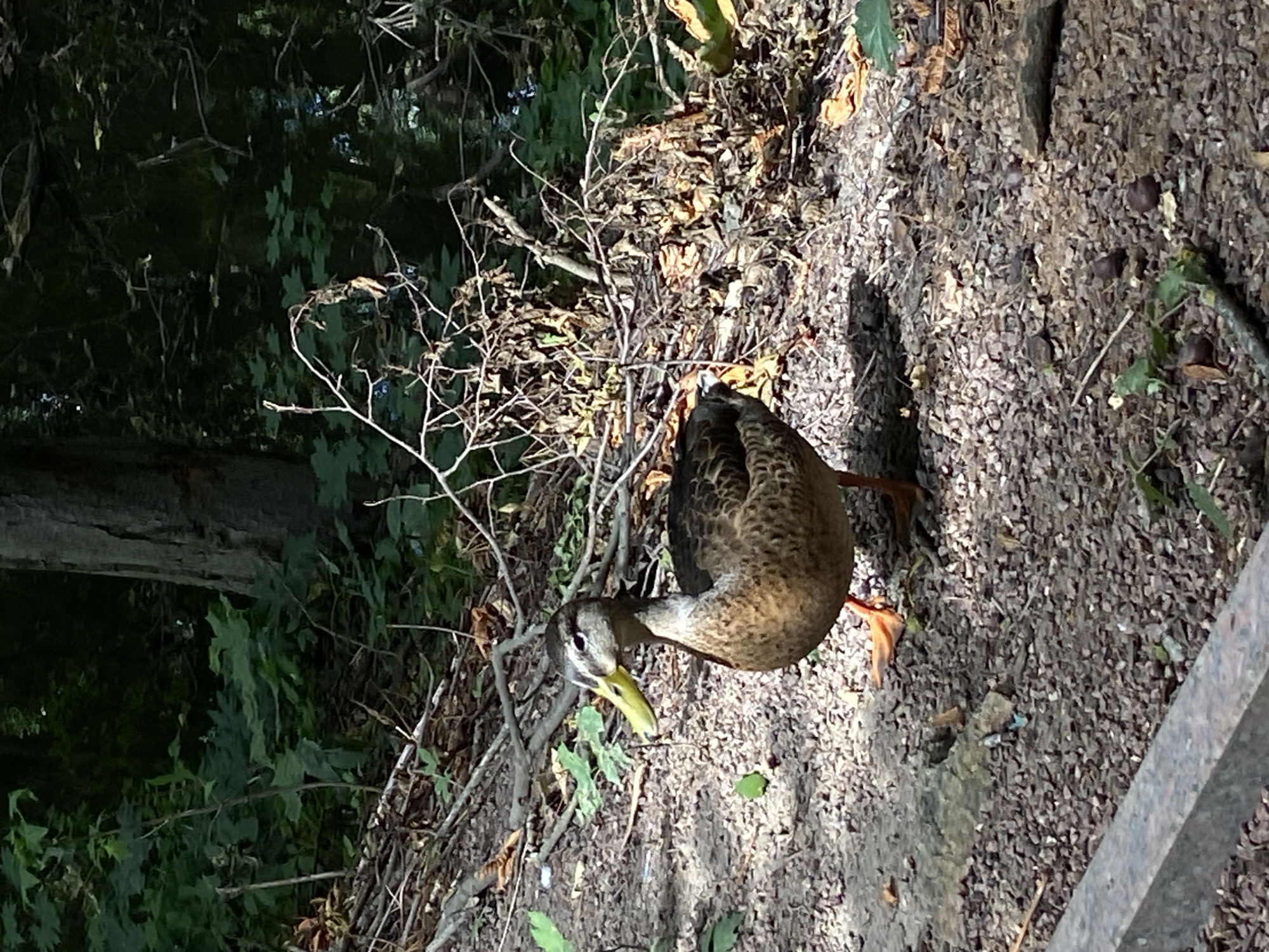 A duck stands on a gravel path in a wooded area. The duck is facing left with its head turned towards the viewer. It has brown and black speckled plumage and an orange beak and legs. Behind the duck, there is dense foliage and the trunk of a tree. The path is strewn with twigs and fallen leaves. The lighting suggests it is daytime with dappled sunlight filtering through the trees.
