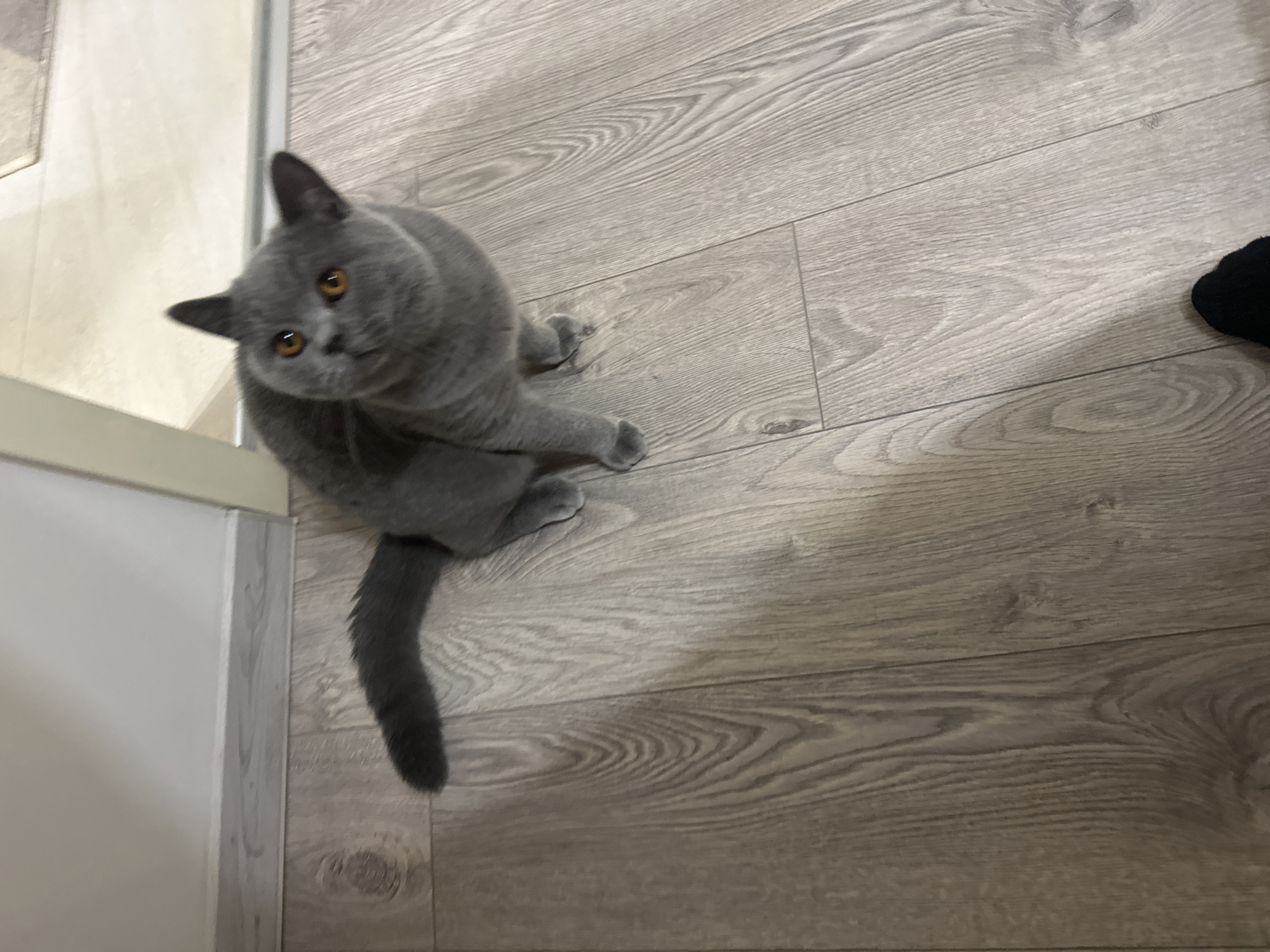 A British Shorthair cat with grey fur and orange eyes is sitting on a light-colored wooden floor. The cat is looking up and to the right. Its tail is extended behind it. The background is a white wall with a grey baseboard. A dark sock is visible in the lower right corner of the image.
