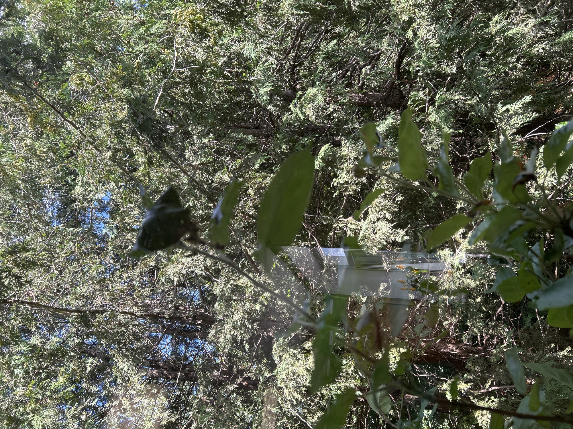 A close-up, slightly out-of-focus shot captures the dense foliage of coniferous trees, likely cedars, with branches and needles filling the frame. The sunlight filters through the branches, creating highlights and shadows. In the lower left and center of the image, blurred green leaves from a deciduous plant are visible, suggesting the viewpoint is from a window or screen. A reflection on a glass surface reveals part of a building with windows and a light-colored structure. The overall impression is of a natural, wooded environment within an urban setting, possibly a residential area in Zelenograd, Russia, where such trees are common. No people or animals are clearly visible.