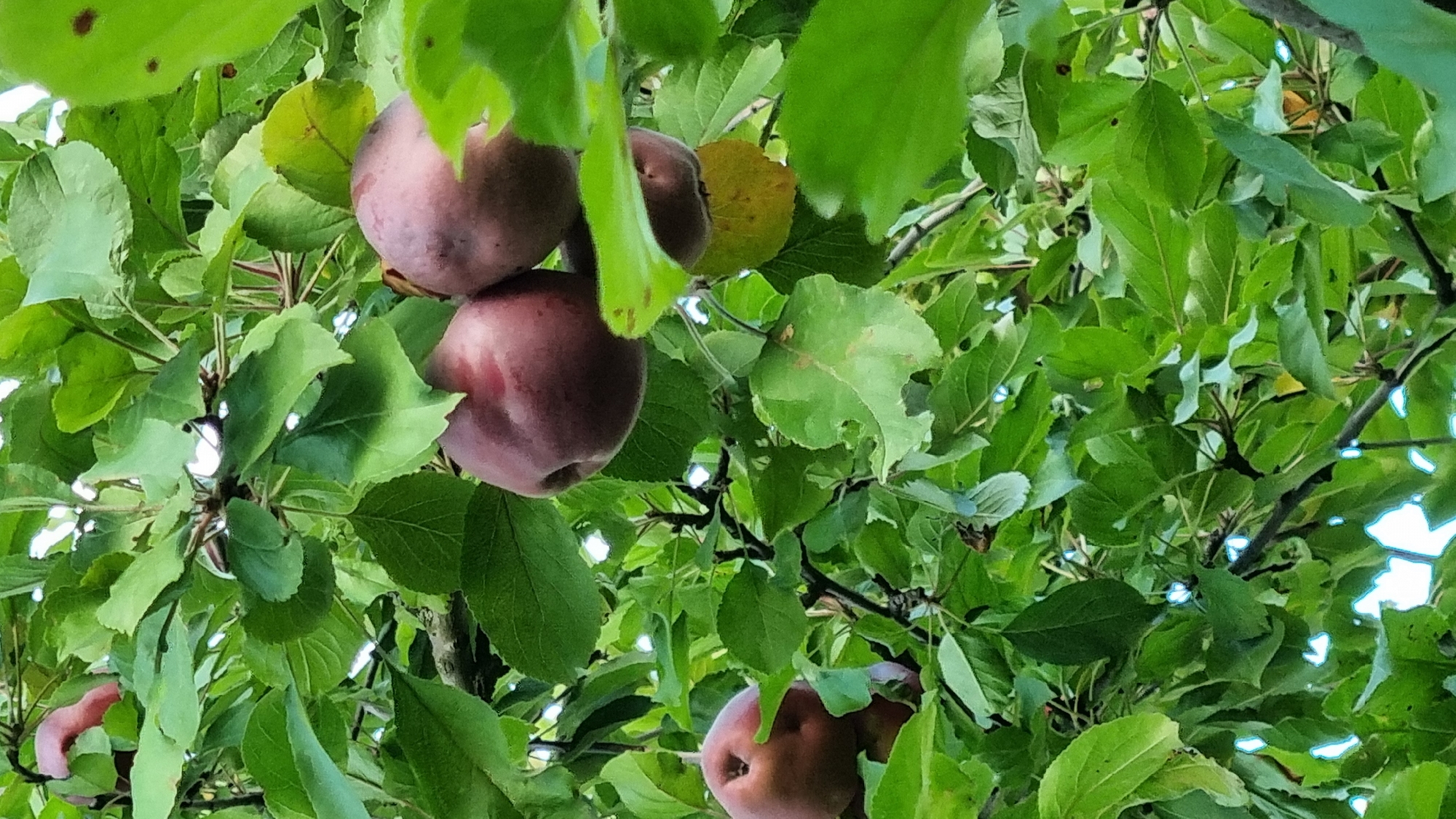 The image depicts a close-up view of several ripe red apples hanging from the branches of a tree amidst lush green foliage. The scene is set within the city of Smila, Ukraine. The apples are of various sizes and shades of red, some appearing slightly bruised or blemished. Sunlight filters through the leaves, creating dappled lighting on the fruit and surrounding branches. The overall impression is one of abundance and natural growth within a residential or park setting.