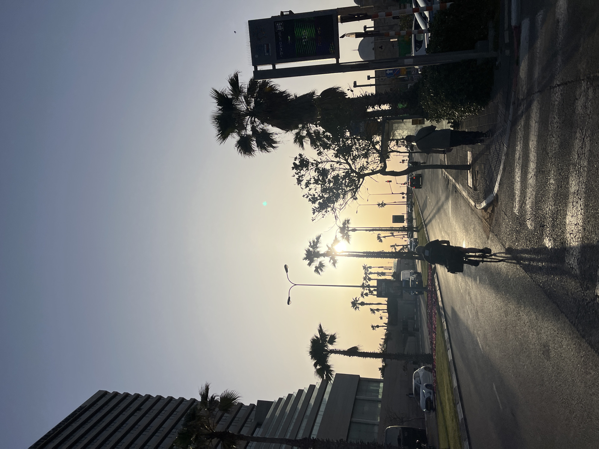 The image captures a street scene at sunset or sunrise in Tel Aviv, Israel. A cyclist is moving along the right side of the road, with their shadow stretching long across the pavement. Parallel rows of palm trees line both sides of the street, and the sun is positioned directly between them. Buildings are visible on either side of the road, and a person is standing on the sidewalk near a crosswalk. A digital billboard and other street signs are also present.