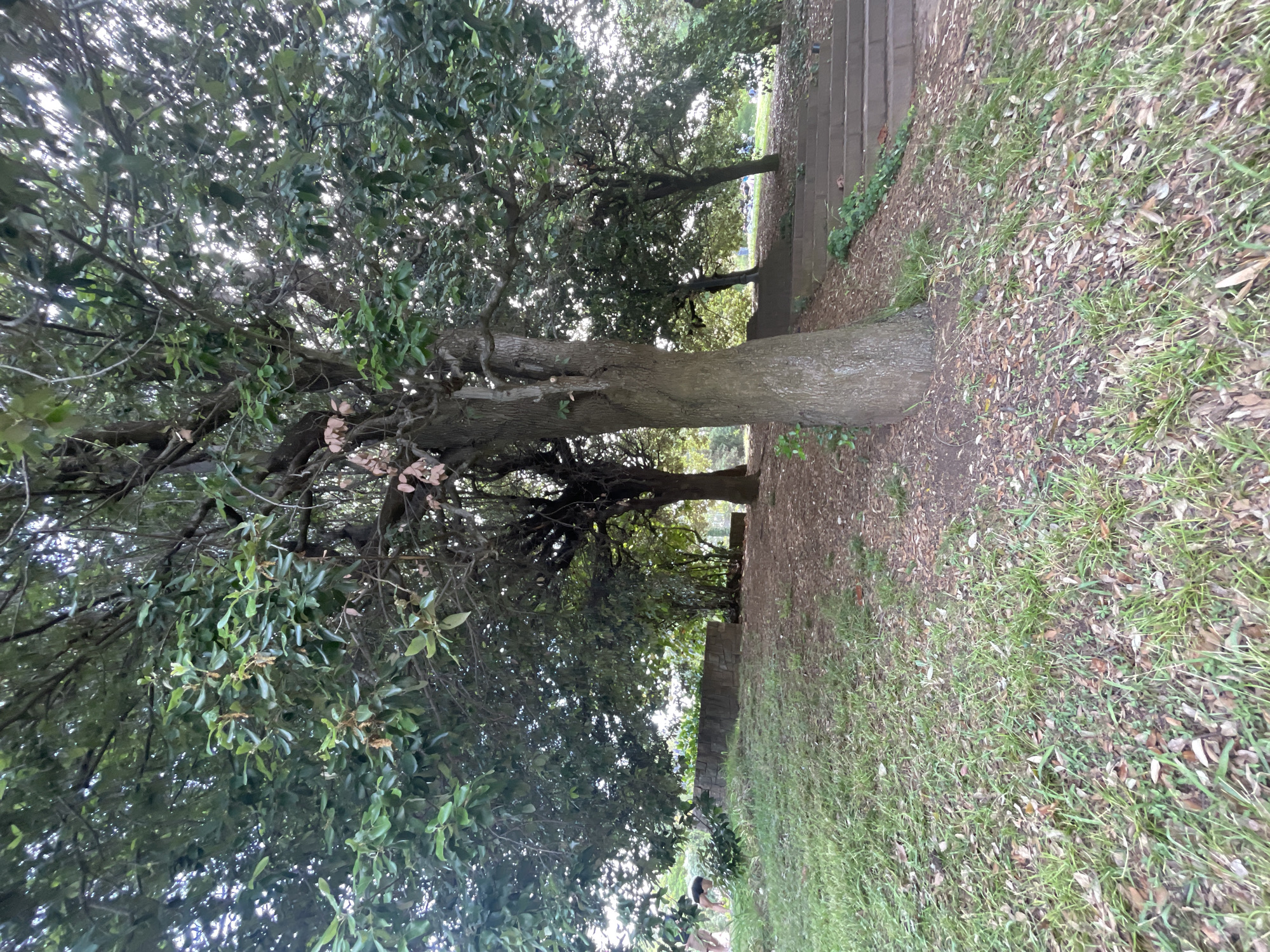 This image depicts a verdant park setting within the city of Barcelona, Spain. A large tree with a thick, textured trunk stands prominently in the mid-ground, slightly right of center. The ground in the foreground consists of sparse green grass interspersed with a significant accumulation of dry, fallen leaves, particularly dense around the base of the trees.
To the right of the central tree, a set of unadorned concrete or stone stairs descends diagonally downwards and out of frame. Some green ground cover or small plants grow alongside these steps. To the left, a gentle grassy slope rises towards a low, curved or linear stone wall composed of rough-hewn blocks.
Two individuals are visible on the grassy slope in the left mid-ground. One person, wearing a dark top, is bent over and appears to be engaged in an activity near the ground. Another individual, wearing light-colored shorts or trousers, is partially visible nearby.
The background is filled with a dense canopy of broad-leaved trees, through which bright sunlight penetrates, creating bright patches and dappled light effects on the foliage. Several other tree trunks are visible beyond the main foreground tree, contributing to the depth of the green space. The scene is well-lit, indicative of daytime.