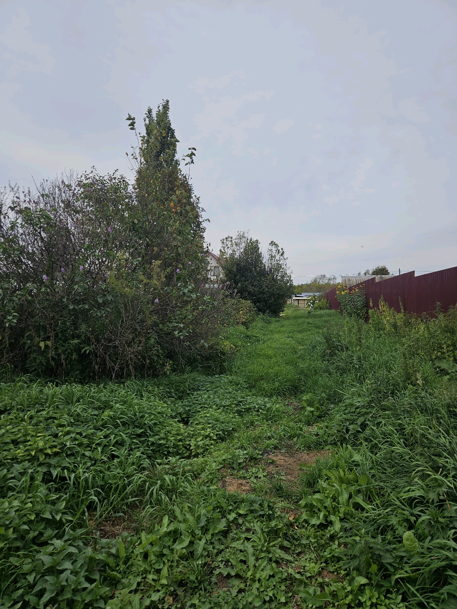The image depicts an overgrown yard in the village of Sipavskoye, Russia. The foreground is dominated by dense, tall green grass and various plants, with a narrow dirt path winding through it. To the left, a large, bushy tree with dark green leaves and some visible purple flowers is prominent. Behind this tree, other trees and foliage are visible, along with a portion of a white building with a red roof. To the right, a tall, dark red wooden fence runs along the property line. Beyond the fence, more greenery and the tops of distant trees can be seen. The sky is overcast and a pale gray. The overall impression is of an untamed and natural landscape within a residential area.